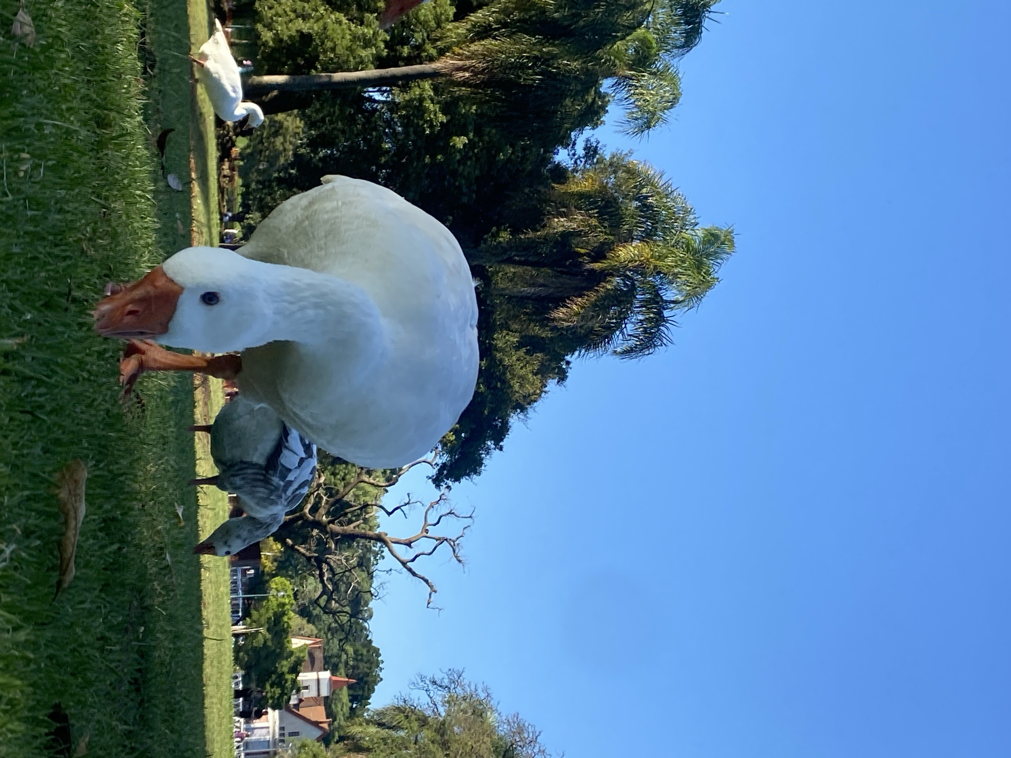A low-angle, sideways medium shot captures a white goose in the foreground, with other geese grazing in the background on a grassy lawn. Behind the geese are trees, residential buildings, and a clear blue sky. The location is possibly Palermo, Buenos Aires, Argentina, given the architectural style of the buildings and the presence of the geese in a park setting. The goose in the foreground is close, nearly eye-level, with its head tilted down, inspecting the grass. It has a red-orange beak and blue eyes. The other geese are blurred, indicating movement and depth of field. There is a leaf in the left foreground on the green lawn. The trees in the background include palm trees and other deciduous varieties. The residential buildings are white and multi-story with red tiled roofs.