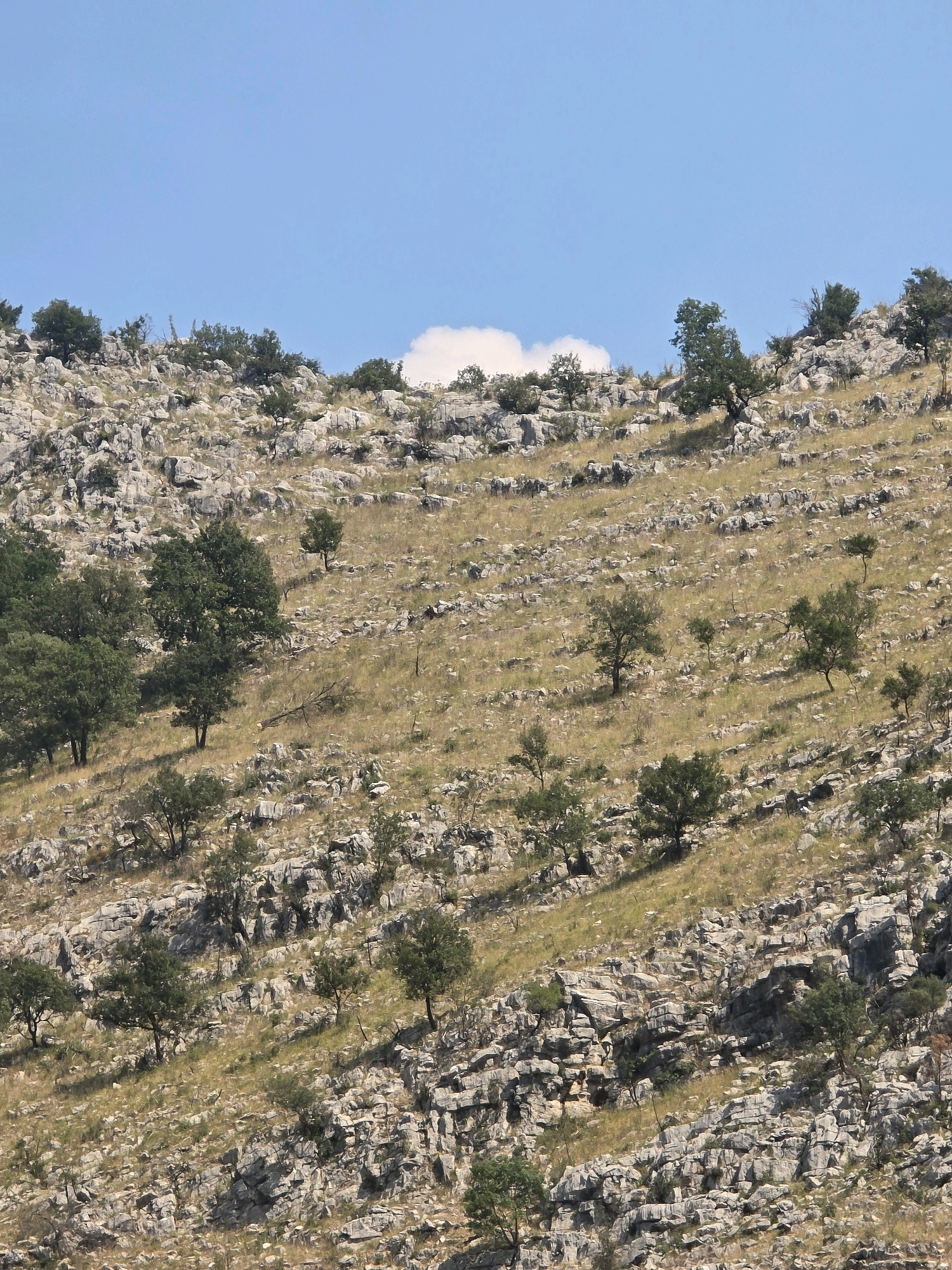 The image depicts a rocky, arid hillside dotted with sparse vegetation, primarily consisting of small trees and dry grasses. The terrain is uneven and characterized by scattered grey rocks and outcrops. The sky above is a clear, bright blue with a single small, white cloud visible near the horizon. The scene appears to be a natural landscape, possibly a mountainside or hill in a Mediterranean climate, with no urban elements or identifiable landmarks of Podgorica, Montenegro, visible.