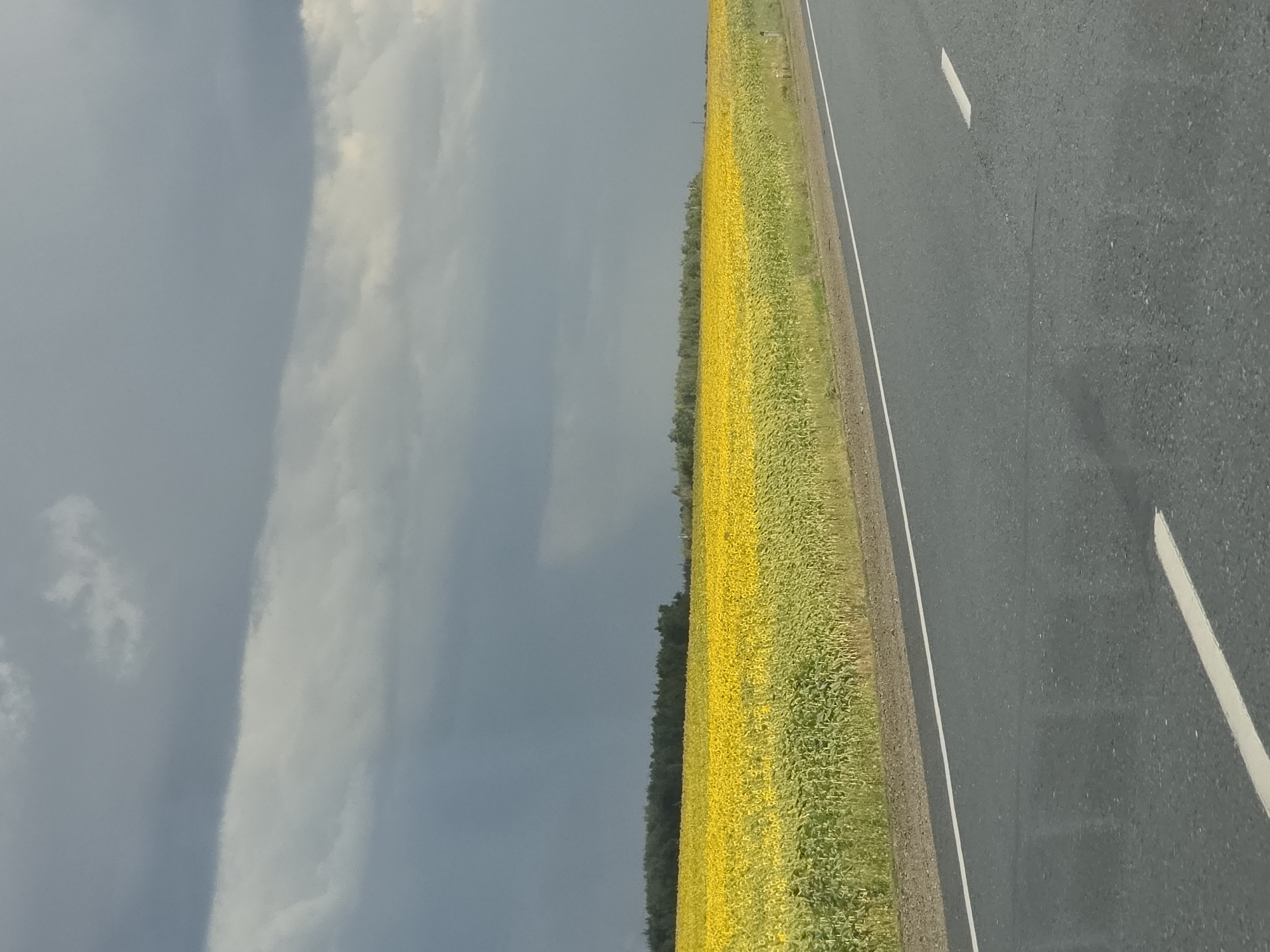 The image captures a roadside view of a vast sunflower field under a dramatic, cloudy sky. The field, predominantly yellow with some green at the lower edges, stretches horizontally across the mid-ground. A dark, dense line of trees forms a backdrop behind the sunflowers. In the foreground, a paved road with white lane markings runs diagonally from the bottom right towards the left. The sky is filled with heavy, gray clouds, suggesting impending rain or recent weather activity. The overall scene conveys a sense of nature's grandeur and the open expanse of a rural landscape. There are no people or vehicles visible in the frame. The location is described as Karsy, Russia, though the visual elements do not provide specific markers to confirm or deny this attribution beyond the provided context.