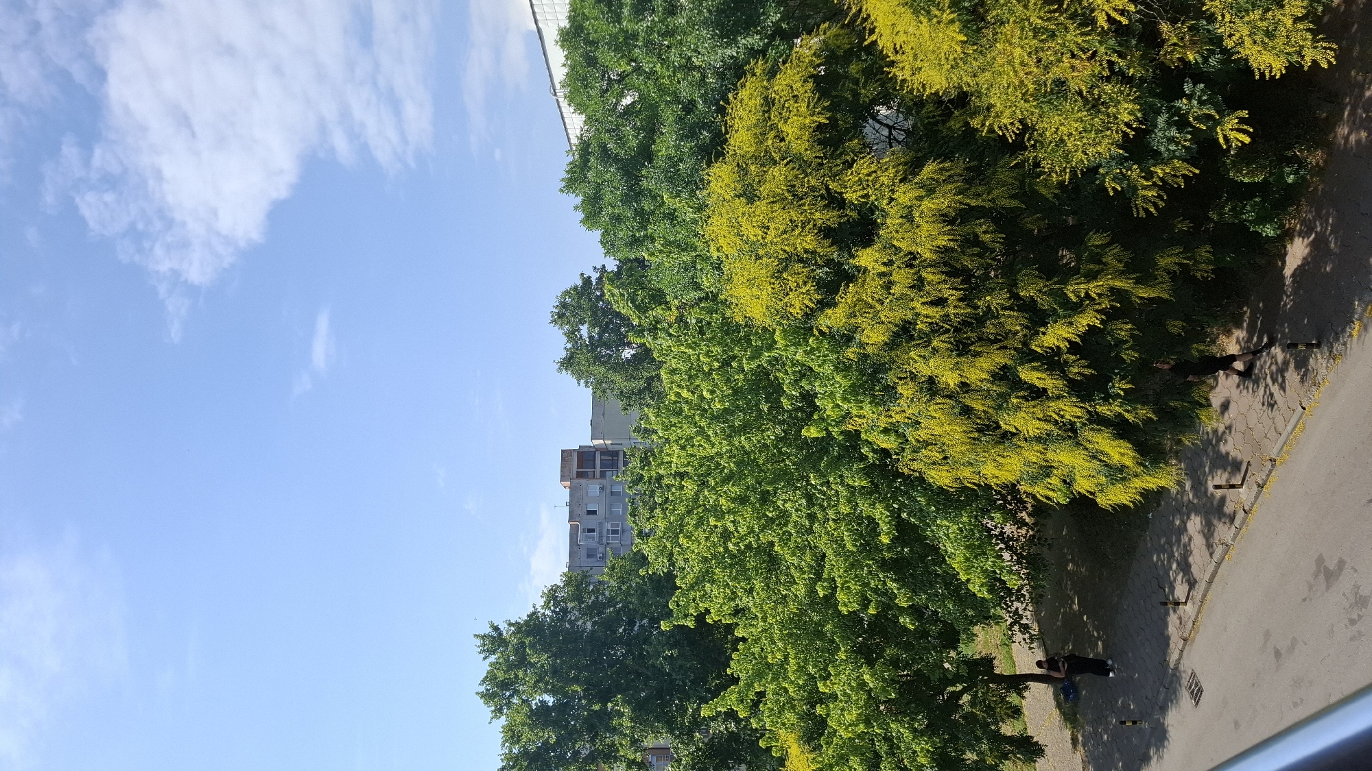 The image shows a street scene in Plovdiv, Bulgaria, on a bright, clear day with scattered clouds. In the foreground, a grey asphalt road runs diagonally from the bottom left to the middle right. A grey concrete sidewalk with a yellow curb runs parallel to the road, lined with short, black bollards.
Several trees with vibrant green and yellow foliage dominate the midground and background, casting shadows on the sidewalk and road. The trees are lush and full, suggesting it is late spring or summer. Behind the trees, several multi-story apartment buildings are visible. One building in the center has a concrete facade and visible windows, with some exposed brickwork on an upper level. Another building to the far right appears to be white with a grey-topped roof.
Two individuals are present on the sidewalk. One person, dressed in dark clothing, is walking from right to left in the lower right portion of the image. Another person, also in dark clothing, is standing near the base of a large tree on the left side of the sidewalk, near some blue objects on the ground. The sky is a bright, clear blue with a few wispy white clouds. The overall impression is a typical urban residential area in Plovdiv during daytime.