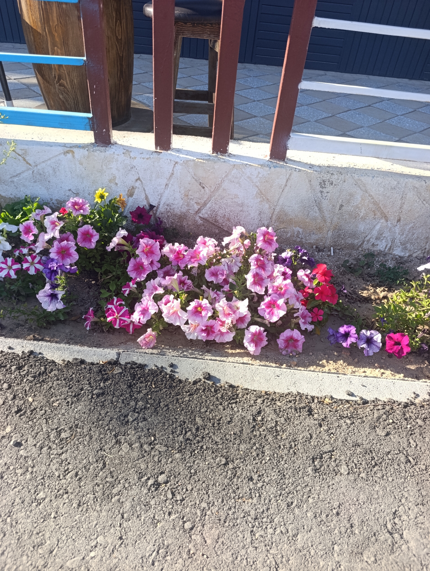 A ground-level shot captures a flowerbed filled with blooming petunias of various colors, including pink, purple, and white, planted along a stone wall. The flowers are arranged in a dense, vibrant display. In the background, a wooden barrel and a brown metal fence with blue and white horizontal bars are visible, set against a tiled walkway and a dark blue siding. The foreground shows a section of dark asphalt. The scene is situated in the city of Bosteri, Kyrgyzstan.