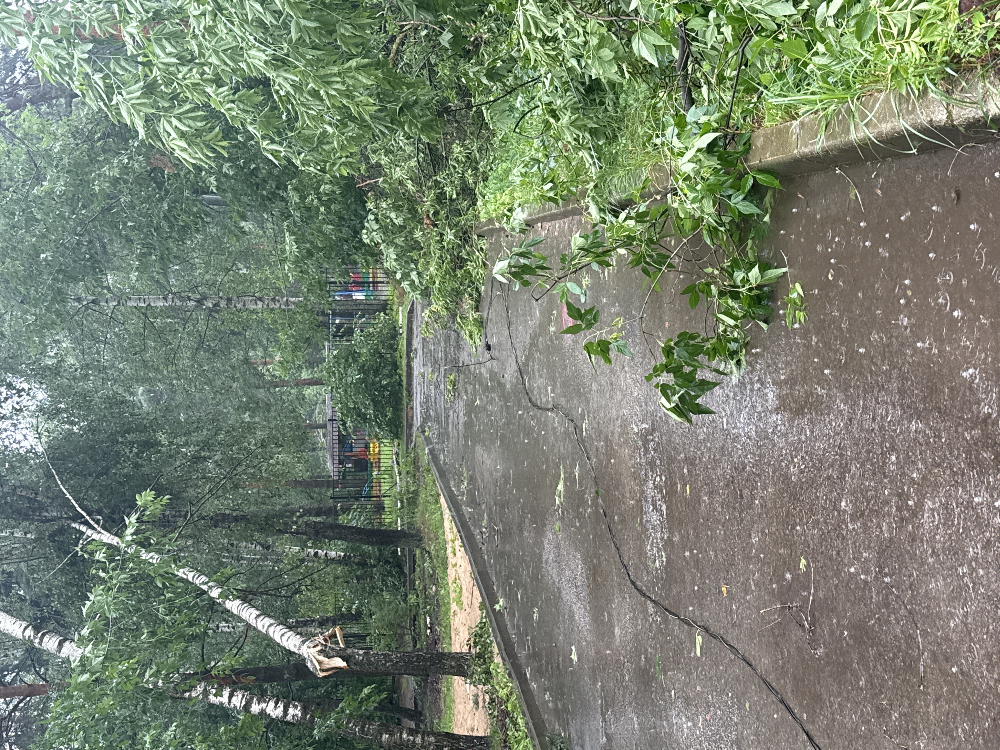 The image depicts the aftermath of a storm in Dmitrov, Russia, with debris from fallen trees scattered across a wet asphalt pathway. The pathway appears to be a residential or park area, as suggested by the presence of a playground visible behind a fence in the background. The trees, predominantly birch trees with their distinctive white bark, show signs of damage, with broken branches and splintered wood. The ground is covered in fallen leaves and smaller twigs, and the asphalt is slick with rainwater, with visible raindrops creating ripples. A dark, thin cable runs diagonally across the pathway. The overall atmosphere is damp and subdued, indicative of recent inclement weather.