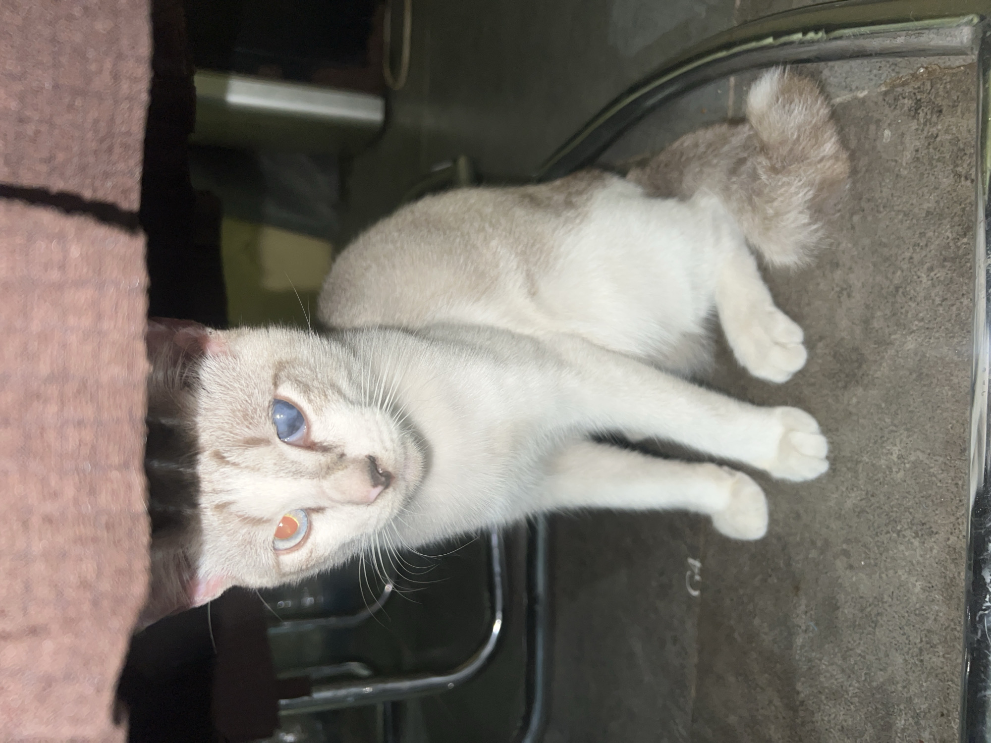 A Siamese cat with heterochromia, one eye orange and the other blue, sits on a floor under a piece of furniture. The cat has light-colored fur with darker markings on its ears and tail. The floor appears to be concrete or a similar hard material, with a faint "G4" marking visible. The background is out of focus, showing hints of furniture and a wall. The image was taken in Klapanunggal, Indonesia.
