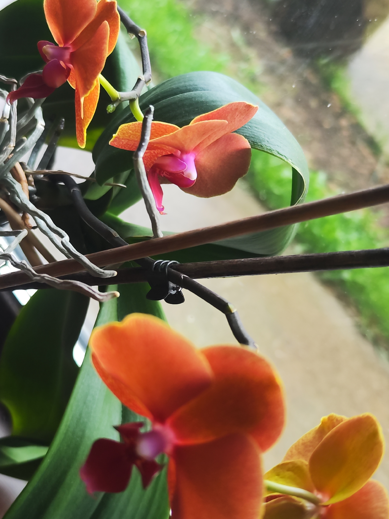A close-up shot of an orange orchid plant with green leaves and aerial roots, likely taken indoors near a window. The image focuses on the orchid's flowers, showcasing their color and structure. A support stick with a clip is visible. The background suggests an outdoor scene with greenery. There is no indication of people, specific actions, or the location of Chaikovsky, Russia.