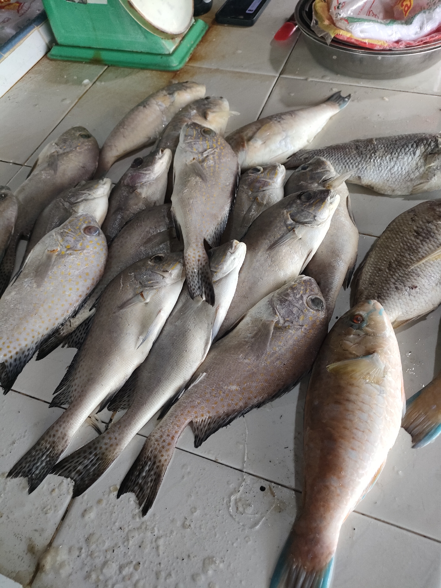 The image shows a pile of freshly caught fish displayed on a tiled surface in what appears to be a fish market. Several types of fish are visible, some with distinct markings like yellow spots. The fish are arranged in a way that suggests they are being prepared for sale or have recently been displayed. In the background, a green weighing scale and a metal bowl containing plastic bags are partially visible, further indicating a market setting. The floor is tiled and appears to be wet, consistent with a market environment where fish are handled. This scene is likely located in Sungailiat, Indonesia, given the context of local markets and fishing activities in the region. There are no people or animals present in the immediate frame.