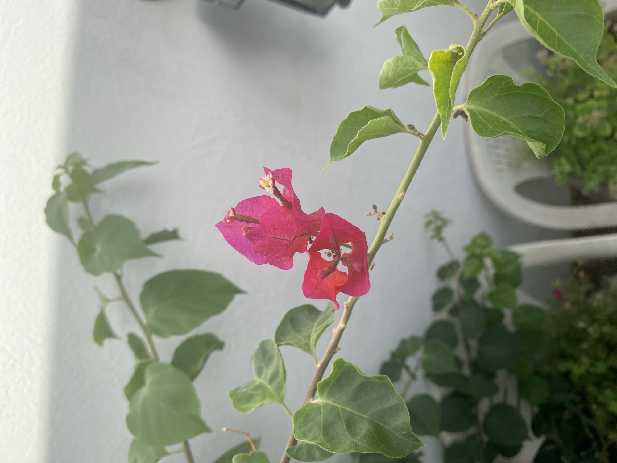 A close-up, eye-level shot features a vibrant pink bougainvillea branch with several leaves and two prominent flowers against a plain white wall. The flowers are a bright fuchsia color, with delicate, papery petals. The leaves are a healthy green, with a slightly glossy texture. The branch itself is thin and woody, with a few small, dried-up buds visible. In the background, a blurry white plastic chair and some green foliage suggest an outdoor setting, possibly a balcony or garden. The overall impression is one of natural beauty and vibrant color, capturing a moment of blooming life. The scene is located in Sutomore, Montenegro.