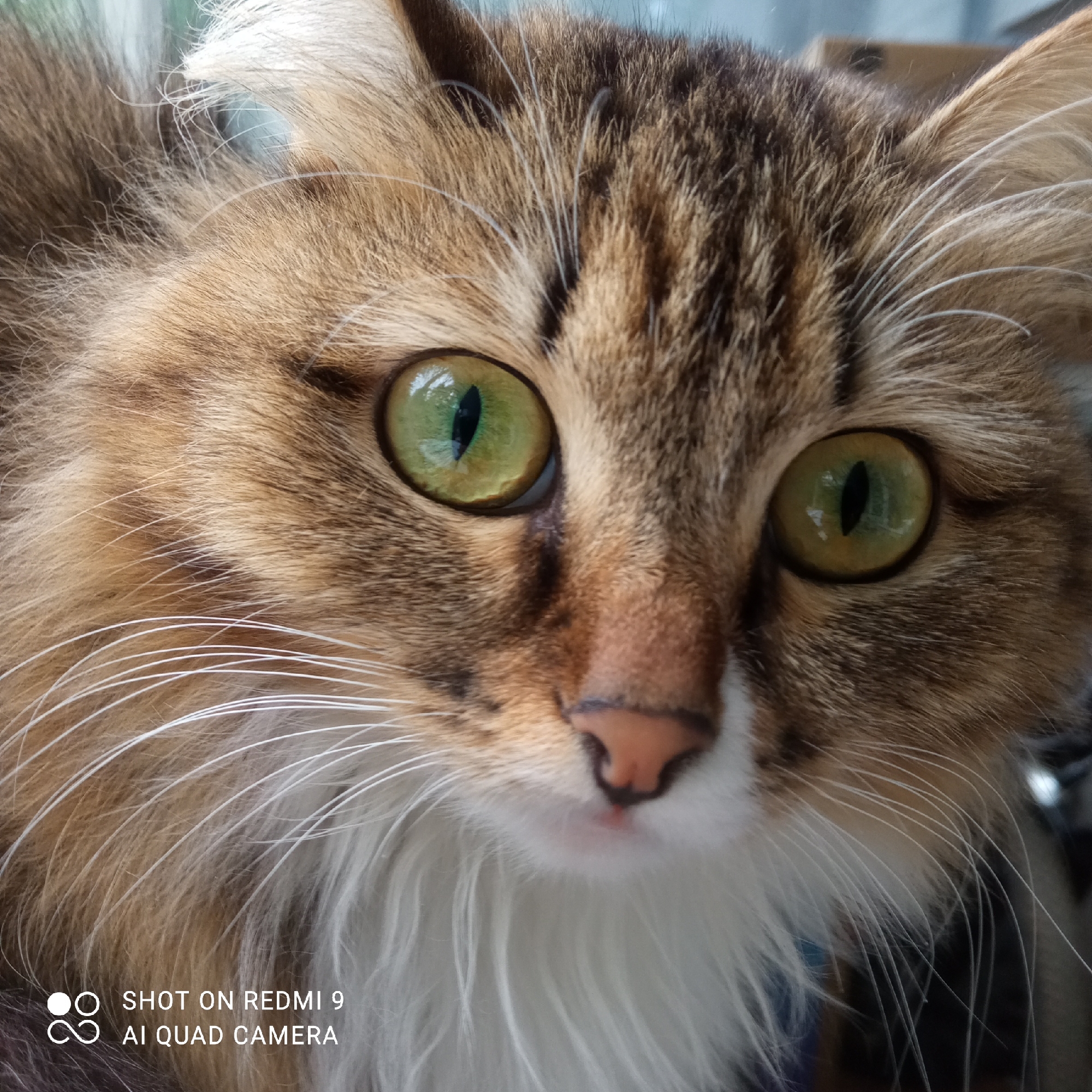 The image is a close-up of a cat's face. The cat has green eyes and brown and white fur. The cat's nose is pink. The image was taken with a Redmi 9 AI quad camera. There is no indication of this image being taken in the city of Chaikovsky, Russia.