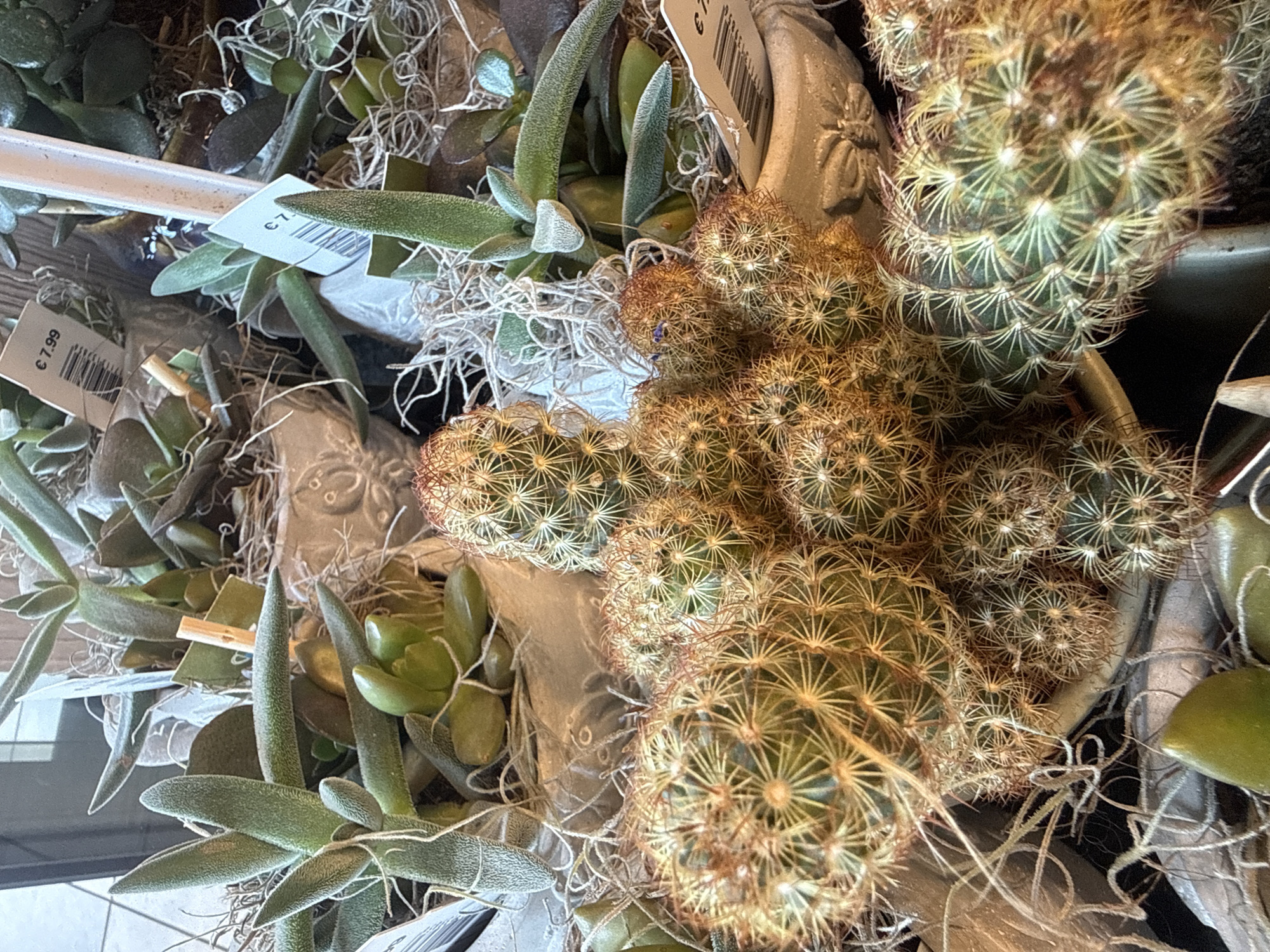The image shows a close-up of a collection of succulents and cacti in pots, likely displayed for sale in a retail environment. The plants are varied in shape and texture, with some having fuzzy, elongated leaves and others being round and spiny. Some of the pots have price tags visible. The overall impression is one of a plant shop or nursery. There are no people visible in the image. The lighting appears to be natural or from overhead store lighting, creating shadows and highlighting the textures of the plants. The background is blurred but suggests an indoor setting with other displays or shelves. There is no discernible indication of the location being specifically in Herford, Germany.