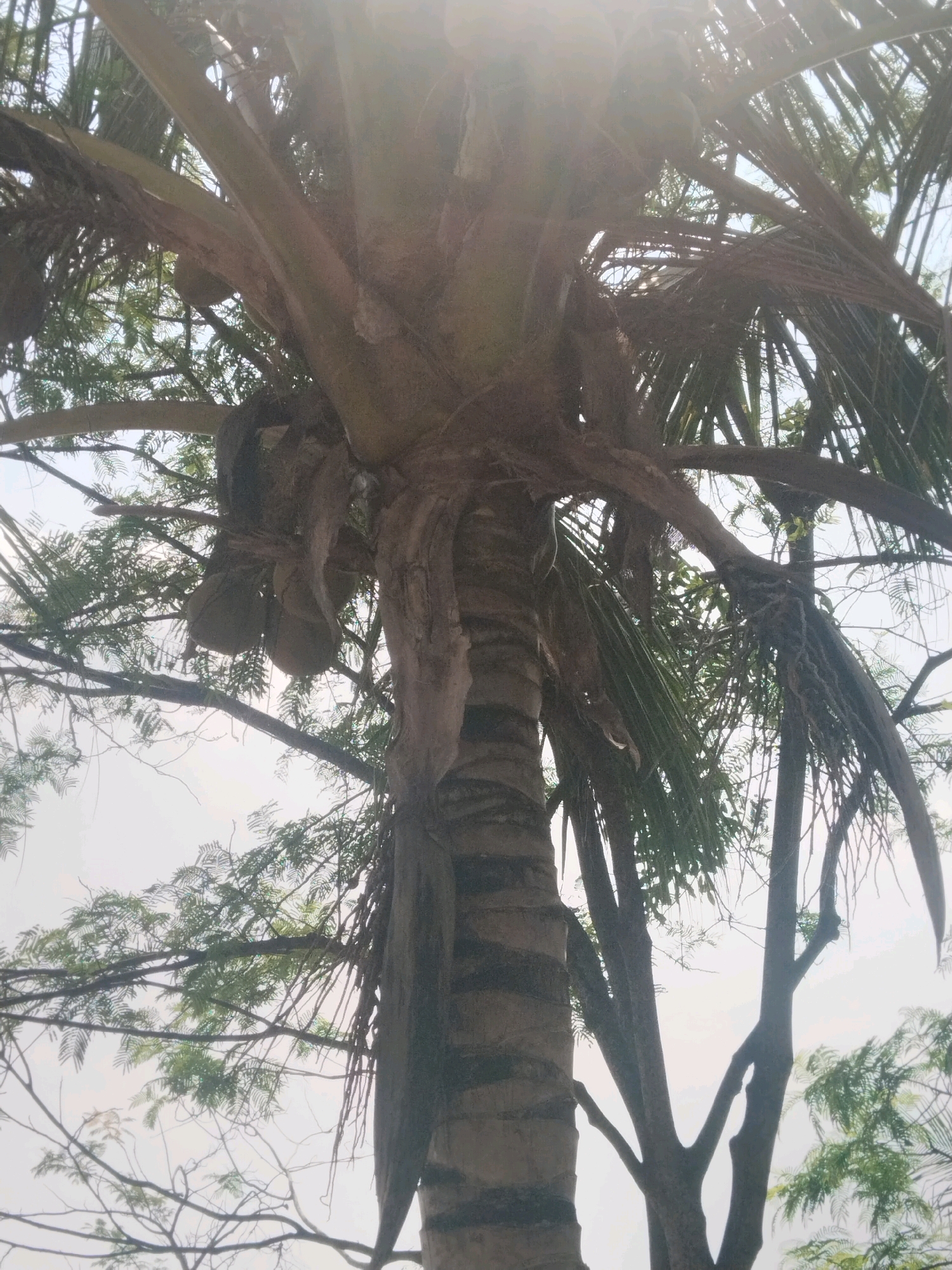 An upward-looking shot of a coconut palm tree in Cenggini, Indonesia, with coconuts hanging from it. The palm tree trunk is thick and textured, with dark horizontal lines. Several coconuts are visible clustered together, hanging down from the fronds. The fronds themselves are long and feathery, fanning out from the top of the trunk. In the background, the sky is overcast and bright, with some other trees and branches visible, some of which are covered in a light green foliage.