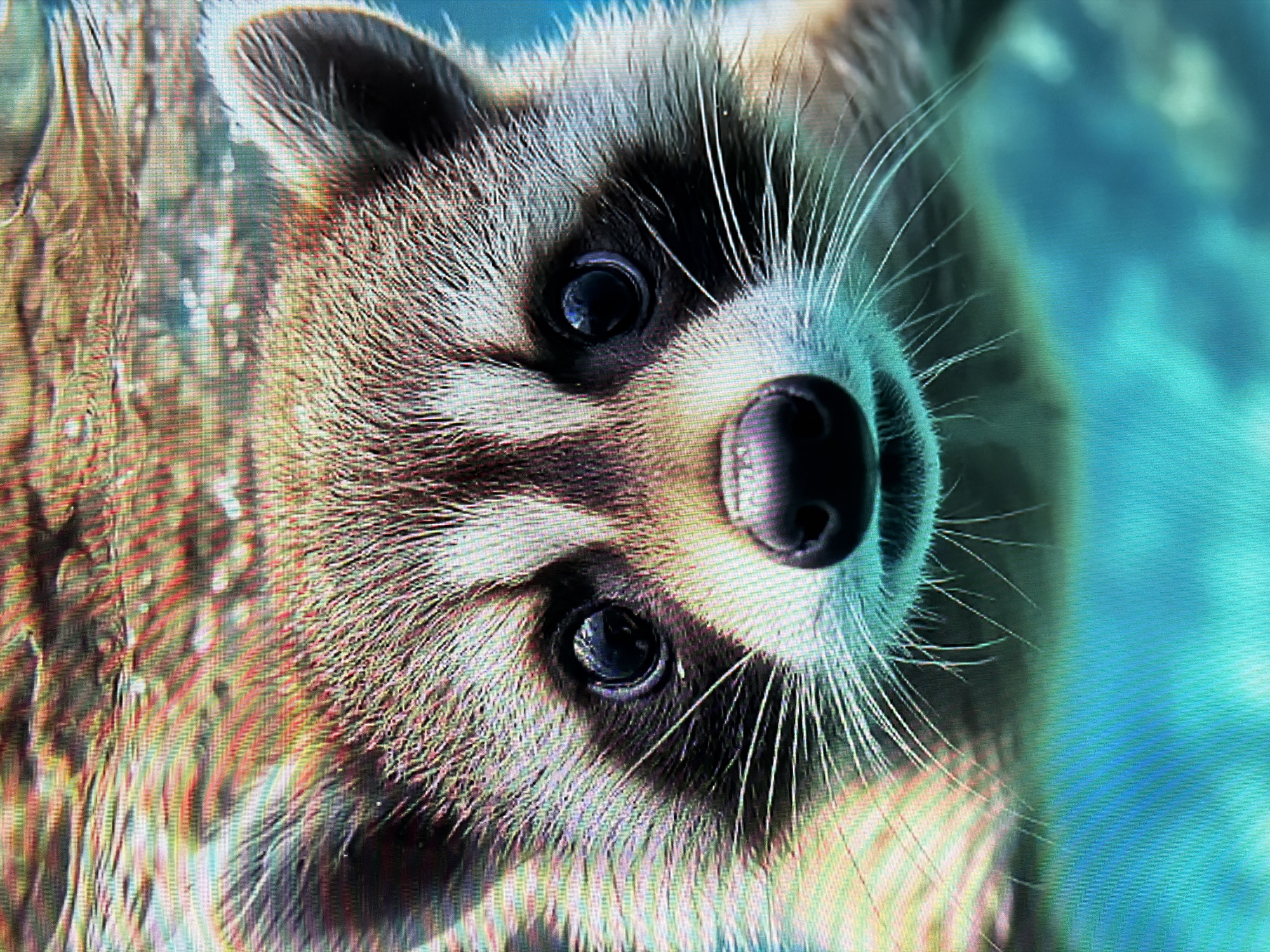 The image shows a close-up, underwater portrait of a raccoon. The raccoon is facing the camera directly, with its eyes wide open and its whiskers spread out. The water is a vibrant turquoise color, and light filters down from above, creating a rippling effect on the surface. The raccoon's fur is a mix of gray, brown, and black, with distinctive black markings around its eyes. The image is cropped tightly on the raccoon's face, emphasizing its features and the texture of its fur. There is no discernible location in the city of Naberezhnye Chelny, Russia.