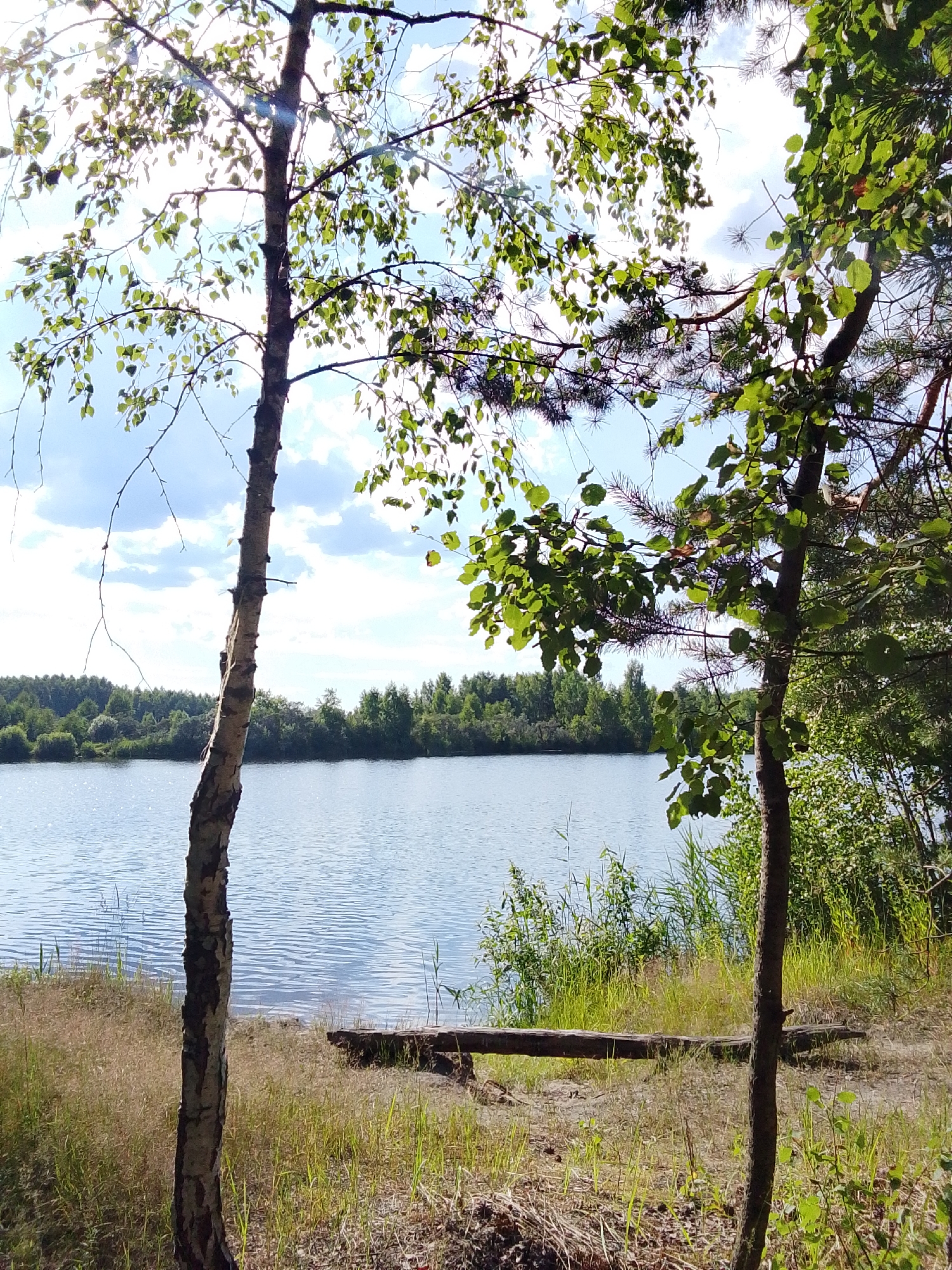 The image depicts a serene natural landscape, focusing on a body of water, likely a lake, bordered by a dense forest. In the foreground, two trees stand prominently on a grassy embankment. The tree on the left is a slender birch with characteristic white bark, its branches reaching towards the sky. The tree on the right is thicker and appears to be a conifer, with its needles casting dappled shadows. The water's surface is calm, reflecting the bright sky, which is adorned with scattered white clouds. Along the shoreline, tall grasses and reeds grow abundantly. A fallen log rests on the sandy bank, suggesting a place of rest or a natural feature shaped by the environment. The overall impression is one of tranquility and untouched nature. The provided information about the city of 1-Go Maya, Russia is not directly observable from the image itself.