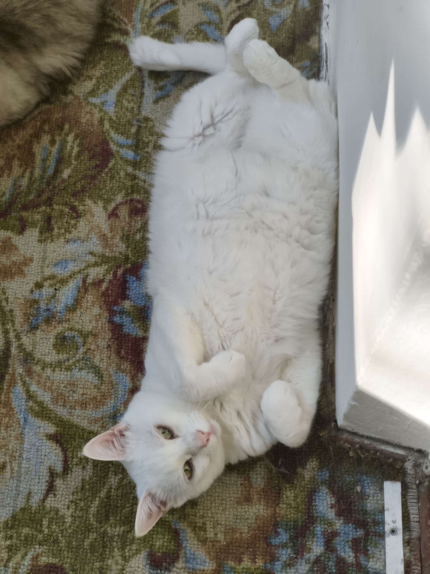 A white cat with green eyes is lying on its back on a patterned rug next to a white wall. The cat is in a relaxed pose, with its paws curled up. The rug has a floral pattern in shades of green, brown, blue, and red. Sunlight is casting shadows on the white wall. The image does not contain enough information to determine a specific location in Sevastopol, Ukraine.
