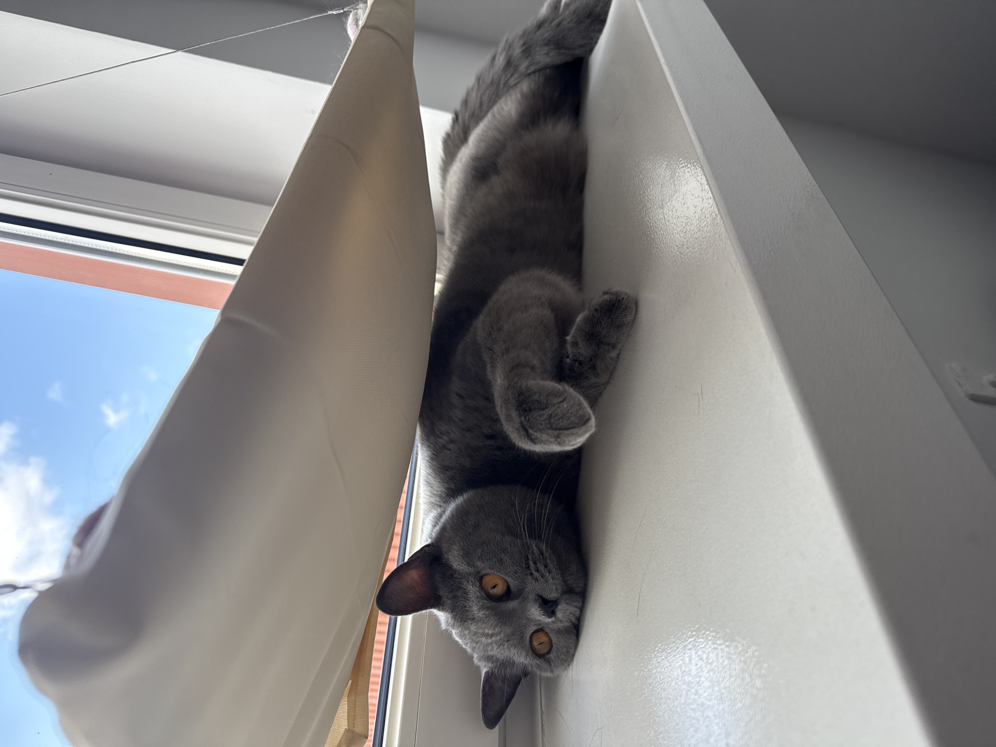 A British Shorthair cat with grey fur and bright orange eyes lies on its side on a white windowsill. The cat is partially covered by a light-colored fabric hammock, which is suspended from the top of a window. Through the window, a blue sky with white clouds is visible, along with a glimpse of a reddish-orange building facade. The scene suggests an indoor setting, possibly a residential apartment in Zielona Góra, Poland, where the cat is enjoying a sunbeam.