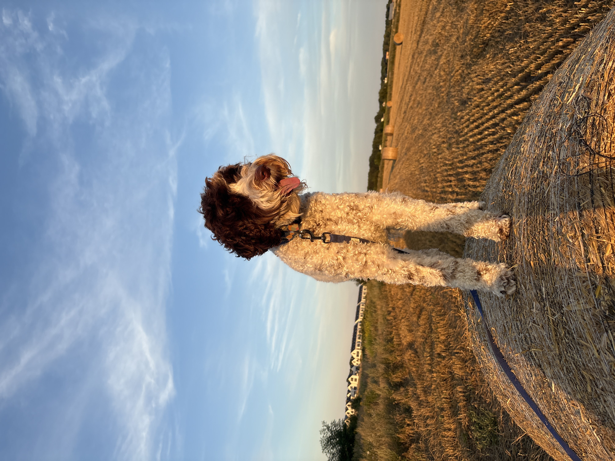 In a sun-drenched field near Wrocław, Poland, a fluffy, medium-sized dog with brown and white curly fur stands proudly atop a large, round bale of hay. The dog, wearing a blue harness and leash, looks to the right, its tongue hanging out as if panting in the warm evening air. The field is a tapestry of golden straw, with rows of cut crops stretching towards the horizon. Several more hay bales are scattered across the landscape, some partially obscured by the tall, dry grass. In the distance, a line of modern houses with solar panels suggests a nearby residential area. The sky above is a vibrant blue, streaked with wispy white clouds that catch the soft glow of the setting sun. The overall scene evokes a sense of peace and rural tranquility.