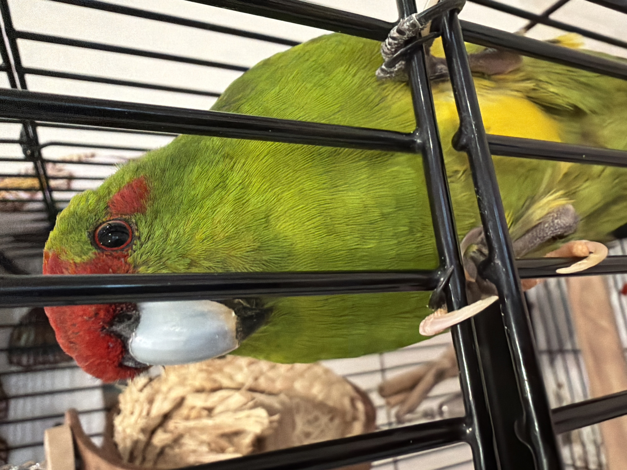 The image shows a green parrot with a red head and a pale beak inside a black cage. The parrot is perched on a bar of the cage, with its talons visible. Its body is primarily green, with some yellow feathers visible on its underside. Its eye is dark with a red ring around it. In the background, out of focus, is another object that appears to be made of straw or hay. The cage bars obscure parts of the parrot and the background. The lighting suggests an indoor setting. The image does not provide any information about the city of Novozavidovskiy, Russia, or any other specific location.