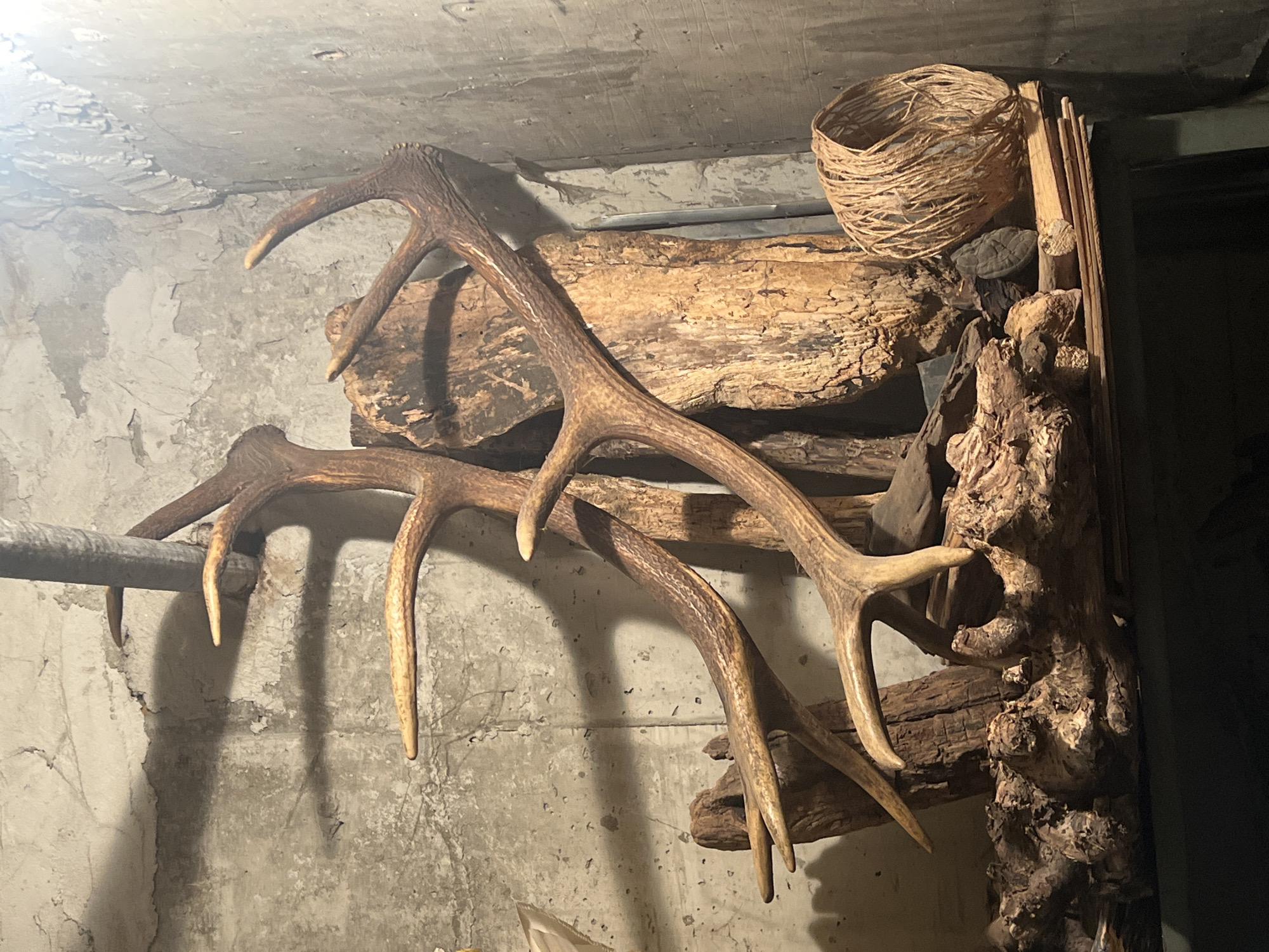 The image depicts a display of antlers and natural materials, likely indoors, possibly in a rustic or rural setting. Two sets of antlers are prominently featured, mounted against a weathered wall. These antlers are brown and appear to be from a deer or similar animal. Behind the antlers is an arrangement of natural objects, including pieces of driftwood, a woven basket, and sections of tree bark or logs. The wall is concrete or plaster with visible signs of aging and wear. The lighting is dim, with shadows accentuating the textures of the wall and objects. While the city of Elena, Bulgaria is specified, there's no direct visual indication of its presence or distinct elements identifiable in the image.