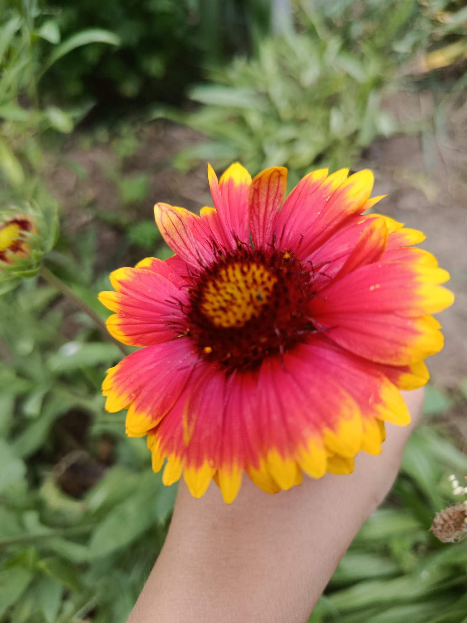 An extreme close-up, eye-level, vertical shot shows a bright pink and yellow flower being held in a person's hand, against a blurred background of green foliage and brown earth. The flower, a Gaillardia, is in full bloom with many delicate petals radiating from a dark, textured center. The petals are a vibrant pink, transitioning to a bright yellow at their tips. Some tiny water droplets are visible on the petals. To the left of the main flower, a closed bud is partially visible, also displaying pink and yellow hues. The person's hand, with visible skin texture and fine hairs, gently supports the flower, with their wrist and forearm visible in the lower portion of the frame. The background is a soft bokeh of green leaves and hints of brown soil, suggesting an outdoor garden setting. The lighting appears natural, highlighting the flower's vivid colors.