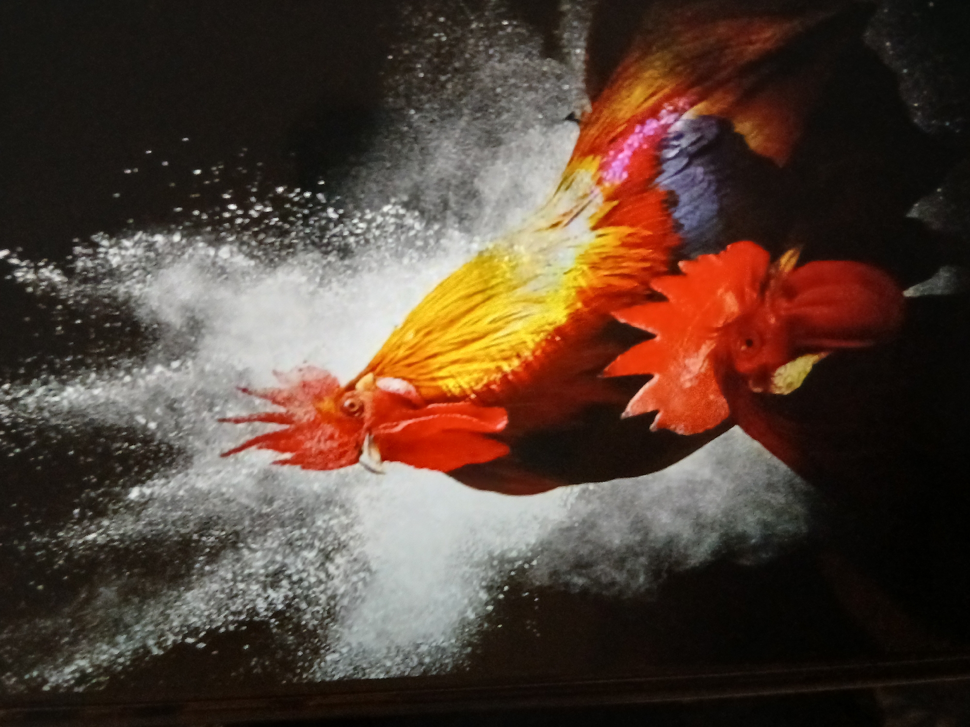 The image shows a rooster mid-stride, surrounded by a cloud of white dust. The rooster has red, orange, and yellow plumage. Its head is bright red, and the feathers transition into blue and red hues towards the back. The background is dark, and the scattering of white dust creates a dynamic, action-filled scene. There is no indication of Bengaluru, India or the presence of people.