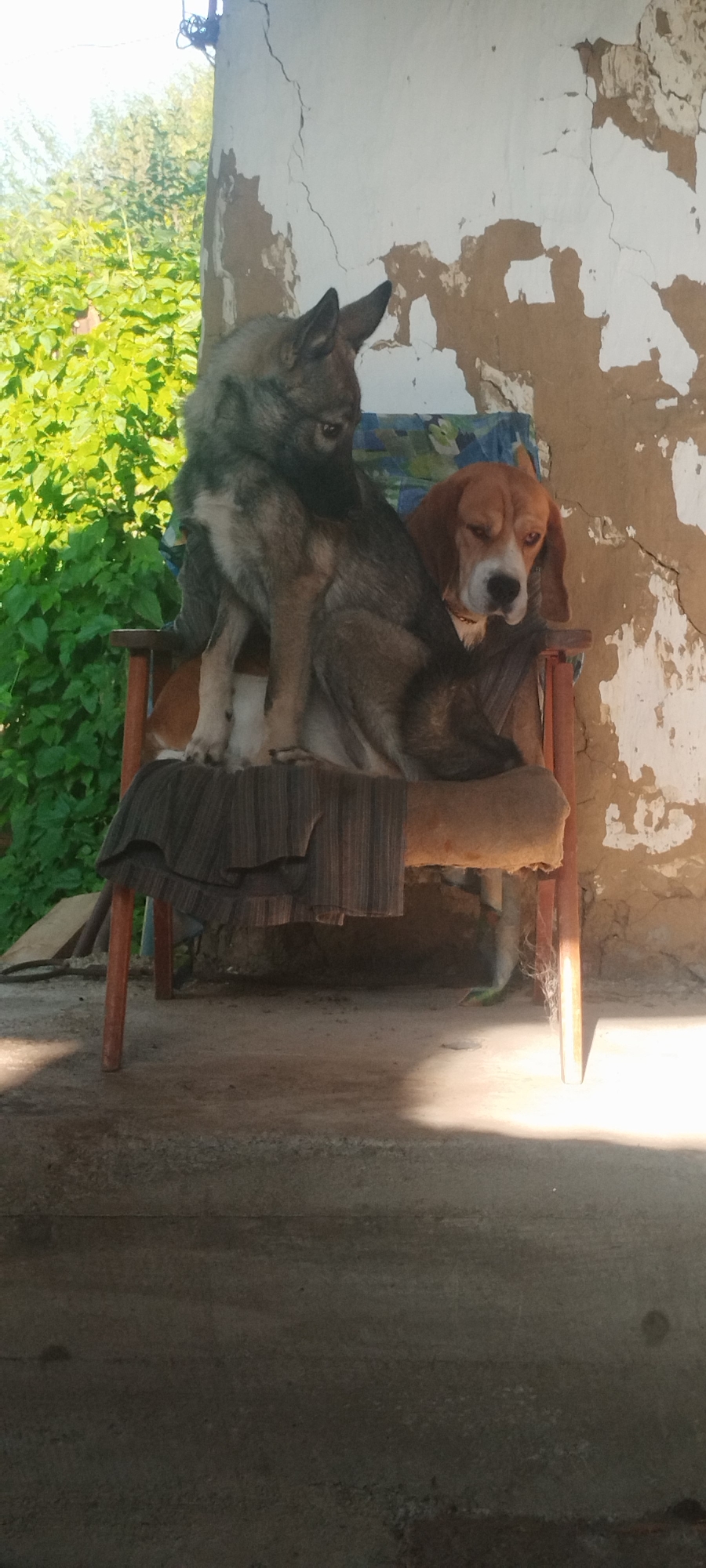 Two dogs are sitting on a wooden chair outdoors, near a weathered building. The dog on the left appears to be a husky mix with grey and black fur, sitting upright and looking down. The dog on the right is a beagle with brown and white markings, with its head resting on the back of the chair and looking to the left. A folded patterned blanket is draped over the seat of the chair. The building behind them has white and brown peeling plaster. Green foliage is visible to the left of the scene. The ground in front of the chair is concrete. The scene is lit by sunlight, creating shadows on the ground.