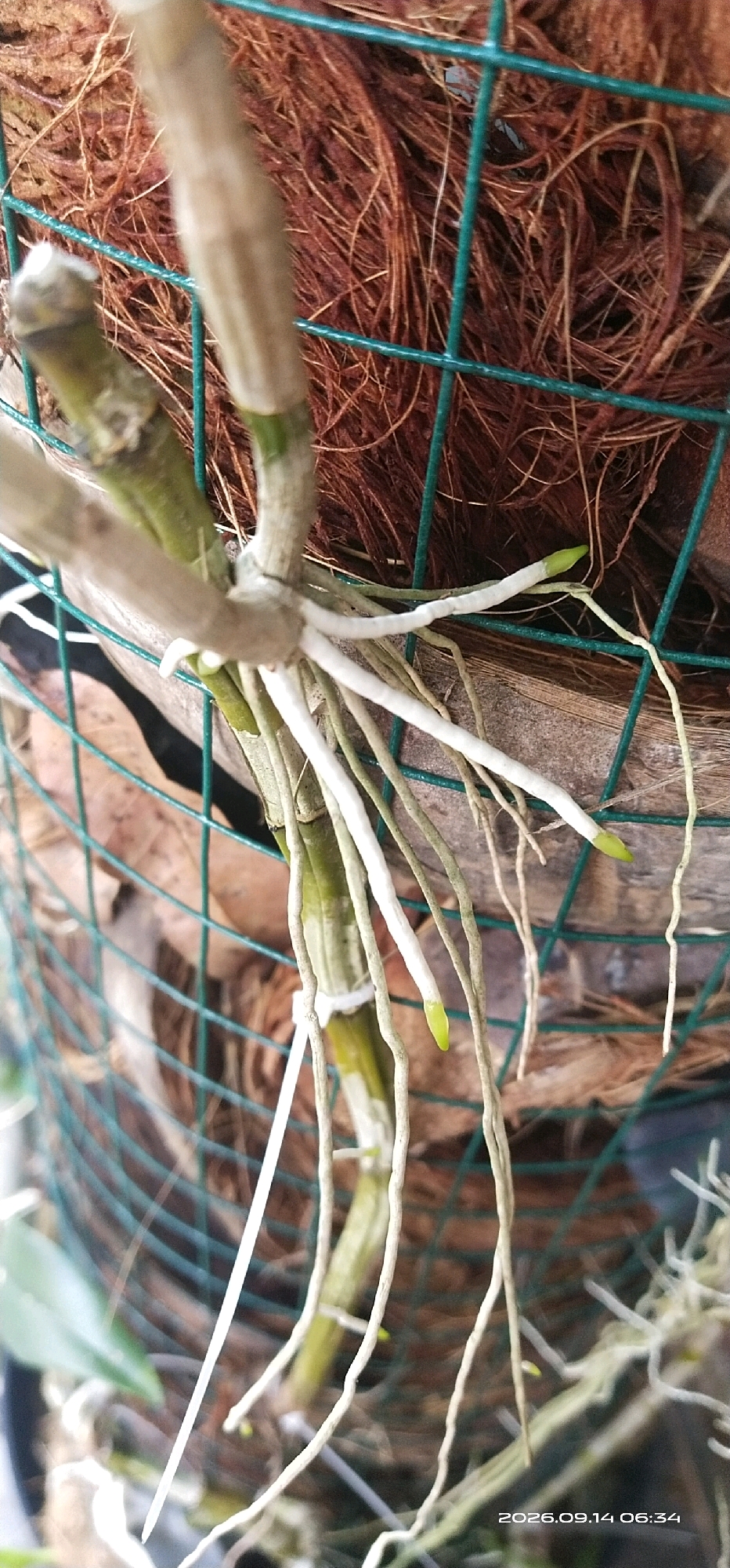 This is a close-up, vertical, eye-level shot of orchid roots and stems against a backdrop of brown fibrous material and a green wire mesh. The orchid appears to be growing in a pot lined with coconut fiber, possibly outdoors. The roots are thick and white, some with visible green tips, indicating active growth. The stems are segmented and greenish-yellow. A watermark in the bottom right corner reads "2026.09.14 06:34," suggesting the image was taken on that date and time. There are no people visible in the image. The image does not provide information about a specific location in the city of Matabu, Indonesia, but the visual cues suggest an outdoor, possibly humid, environment suitable for orchid cultivation.