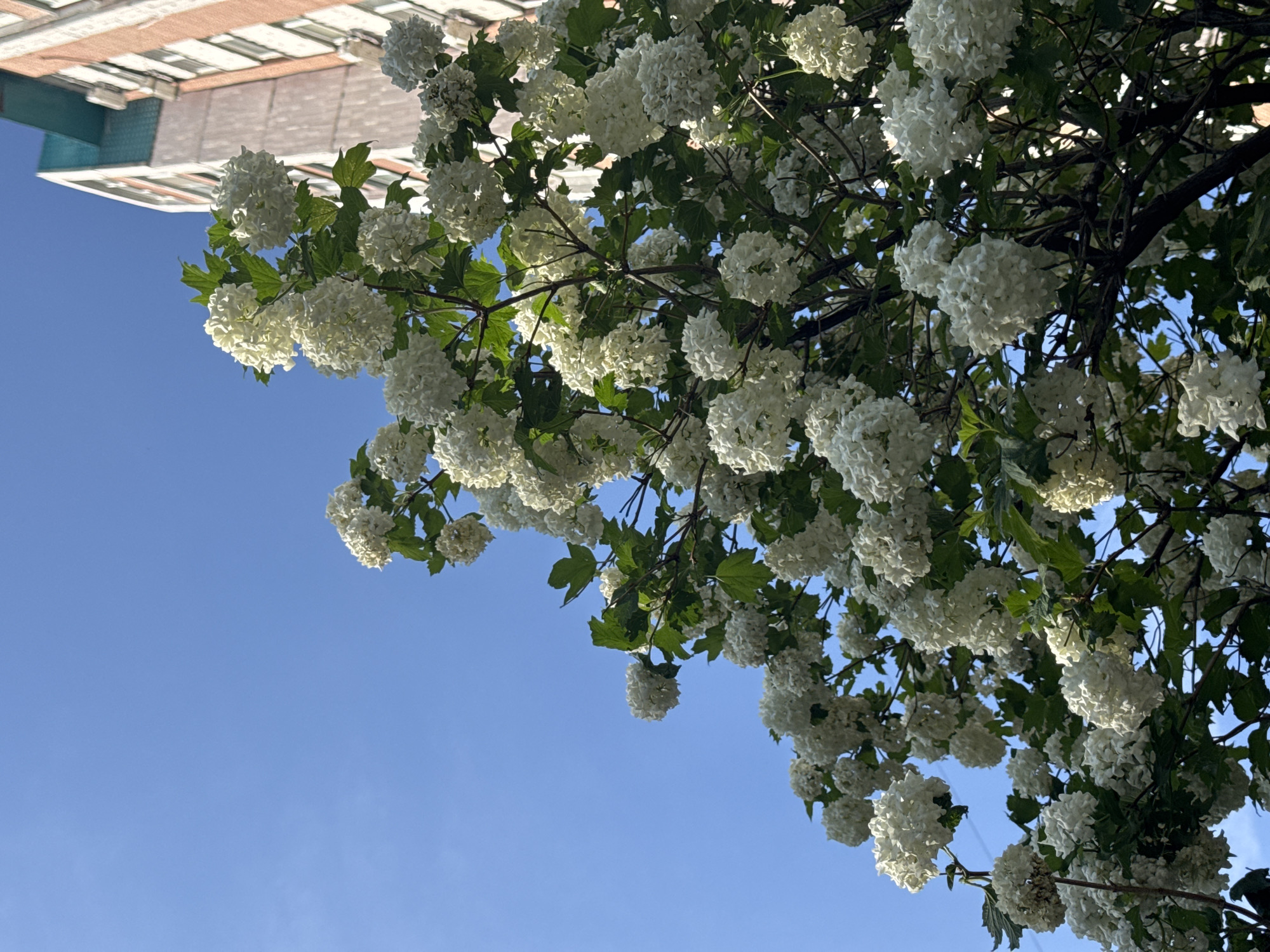 The image shows a cluster of white snowball viburnum flowers and green leaves against a bright blue sky. The flowers are round and dense, and the leaves are broad and veined. The branches are dark and woody. A building with horizontal rows of windows can be seen at the top left of the frame. The location appears to be an urban setting within the city of Unknown, Unknown.