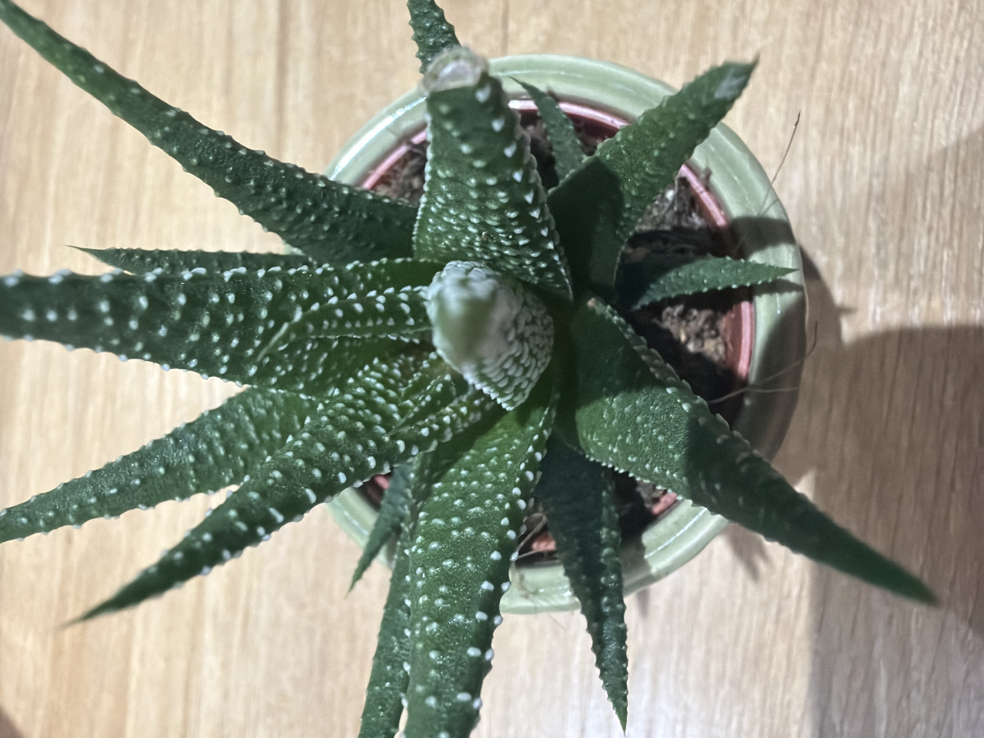The image presents a top-down view of a single Haworthia succulent plant situated within a light green, circular ceramic pot. The plant consists of numerous dark green, tapering leaves arranged in a rosette pattern. Each leaf is adorned with distinct, raised white tubercles or spots, forming irregular transverse bands and scattered patterns across the surfaces. Towards the center, a new growth or developing bud is visible, appearing lighter green and densely covered in smaller white protuberances. One leaf at the upper right side of the plant displays a desiccated or damaged tip, presenting as pale and slightly shriveled. Dark brown potting medium is visible around the base of the plant, contained within what appears to be an inner container with a thin reddish-brown rim. The pot rests on a smooth, light brown wooden surface exhibiting a visible grain pattern. Directional illumination, originating from the upper left relative to the image frame, casts distinct, elongated shadows of the plant and pot onto the wooden surface.