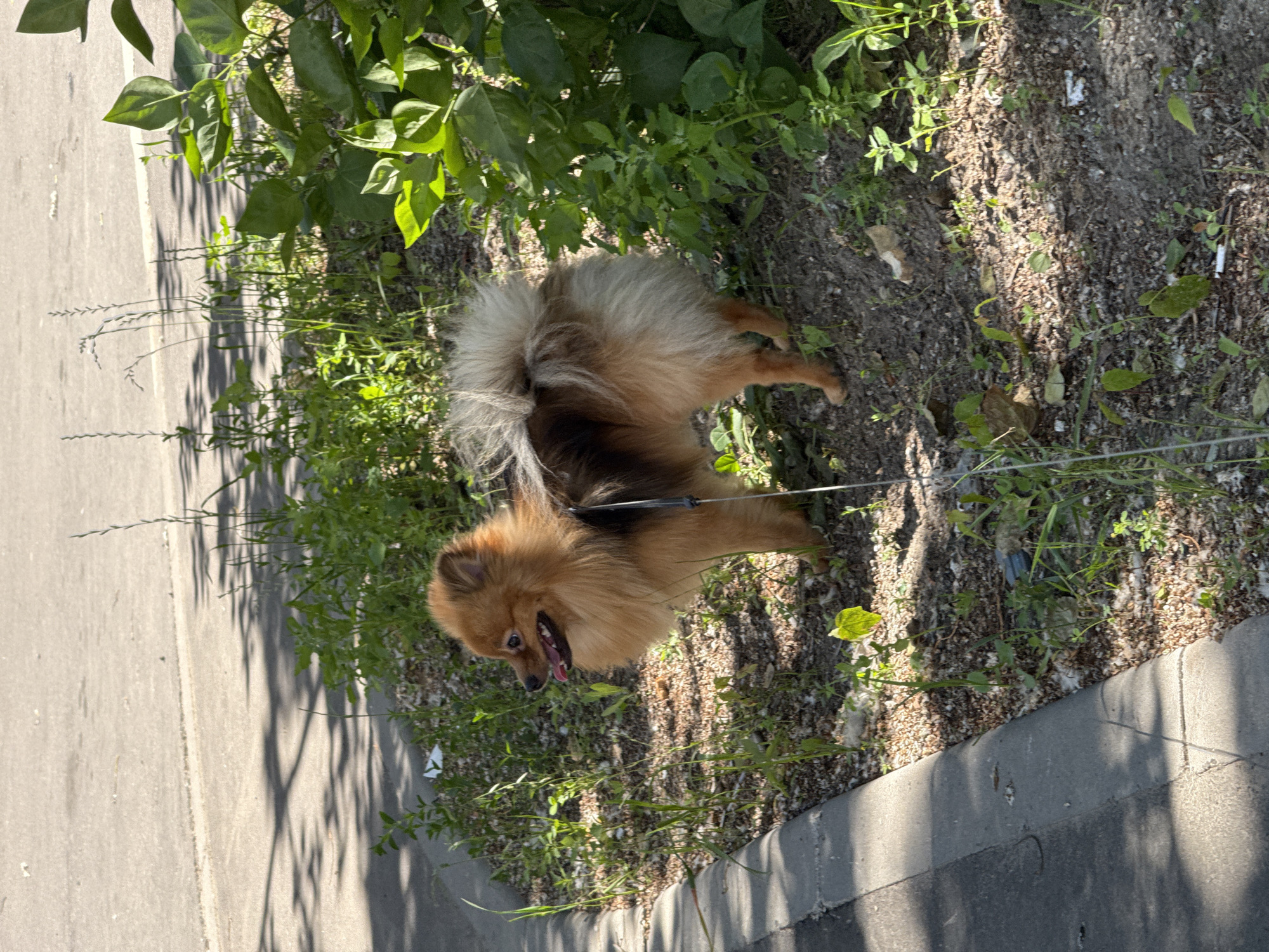 The image shows a small, fluffy, reddish-brown dog standing on a patch of ground with sparse vegetation and gravel. The dog is on a leash, and its mouth is open as if panting. Behind the dog, there are green leafy plants and shadows cast by trees. In the foreground, there is a grey concrete curb and asphalt. The scene appears to be a sidewalk or roadside in an urban environment.
Based on the visual cues and context, the image was likely taken in Moscow, Russia. The style of the pavement, the type of vegetation, and the general urban aesthetic are consistent with locations in Moscow.
