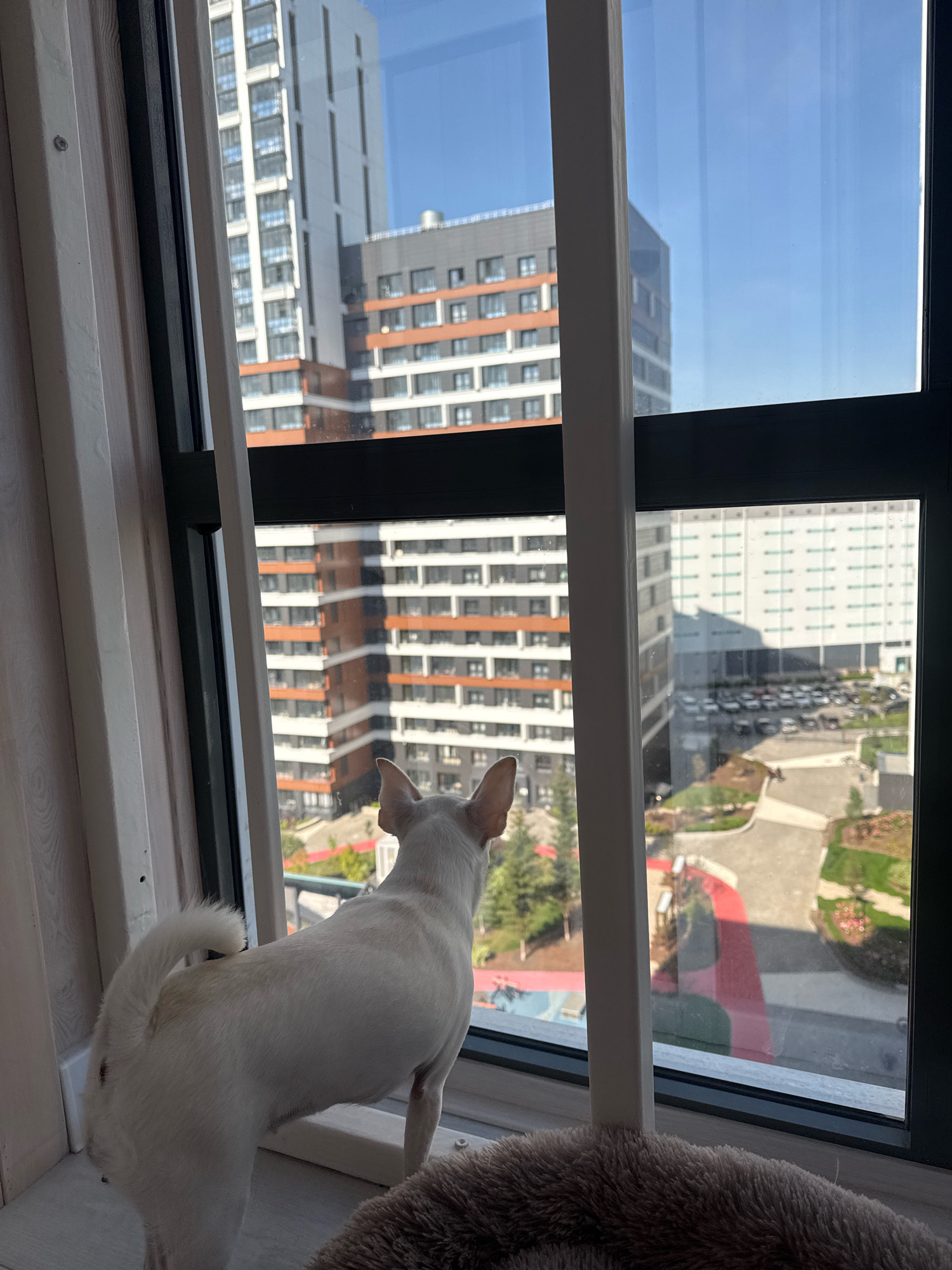 A small, white dog with large ears stands on a windowsill, looking out a large window. The dog is positioned in the foreground, facing away from the camera. The window offers a view of a city environment with modern, multi-story buildings. The buildings are predominantly constructed with white, grey, and orange-brown facades, featuring numerous windows. In the mid-ground, a parking lot with many cars is visible. The foreground also includes a portion of a plush, brown pet bed. The scene takes place in an urban setting with a clear blue sky overhead. The location is identified as Novosibirsk, Russia.