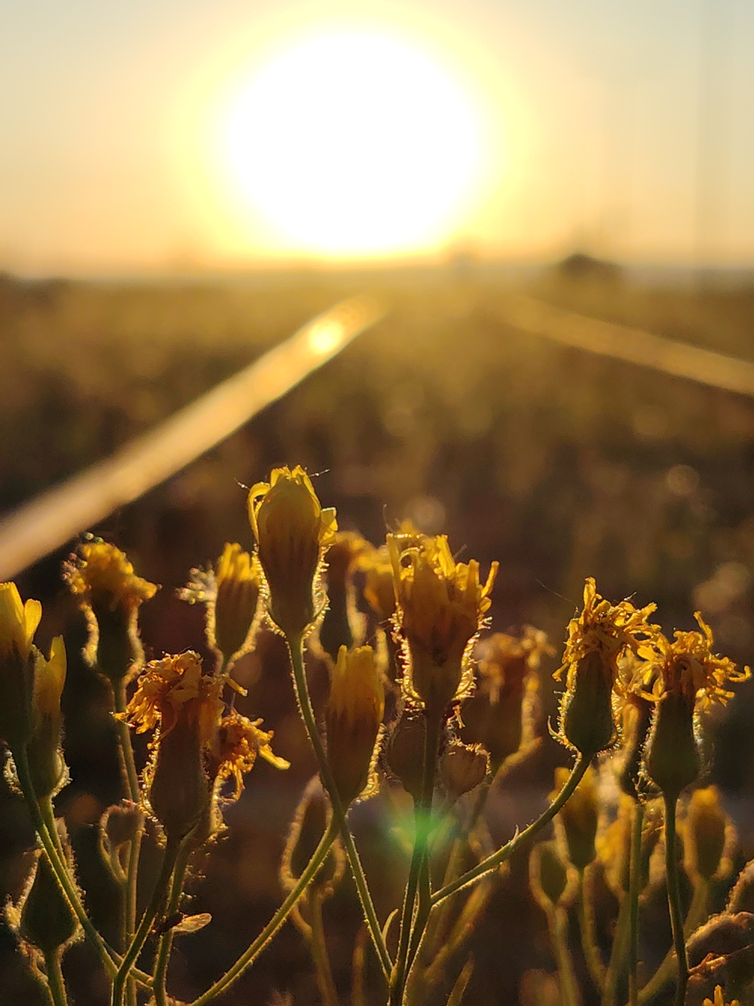 The image depicts a close-up view of several yellow wildflowers in a field during sunset. The sun is a bright, hazy orb in the sky, casting a warm glow over the scene. The flowers are in various stages of bloom, with some buds and others fully opened. The foreground is dominated by the flowers, while the background is a blur of warm colors, suggesting a landscape. A thin, bright line stretches diagonally across the frame from the lower left to the upper right, possibly a railway track or a reflection. No people are visible in the image. The location is stated to be Chaikovsky, Russia, though this information is not visually verifiable from the image itself.