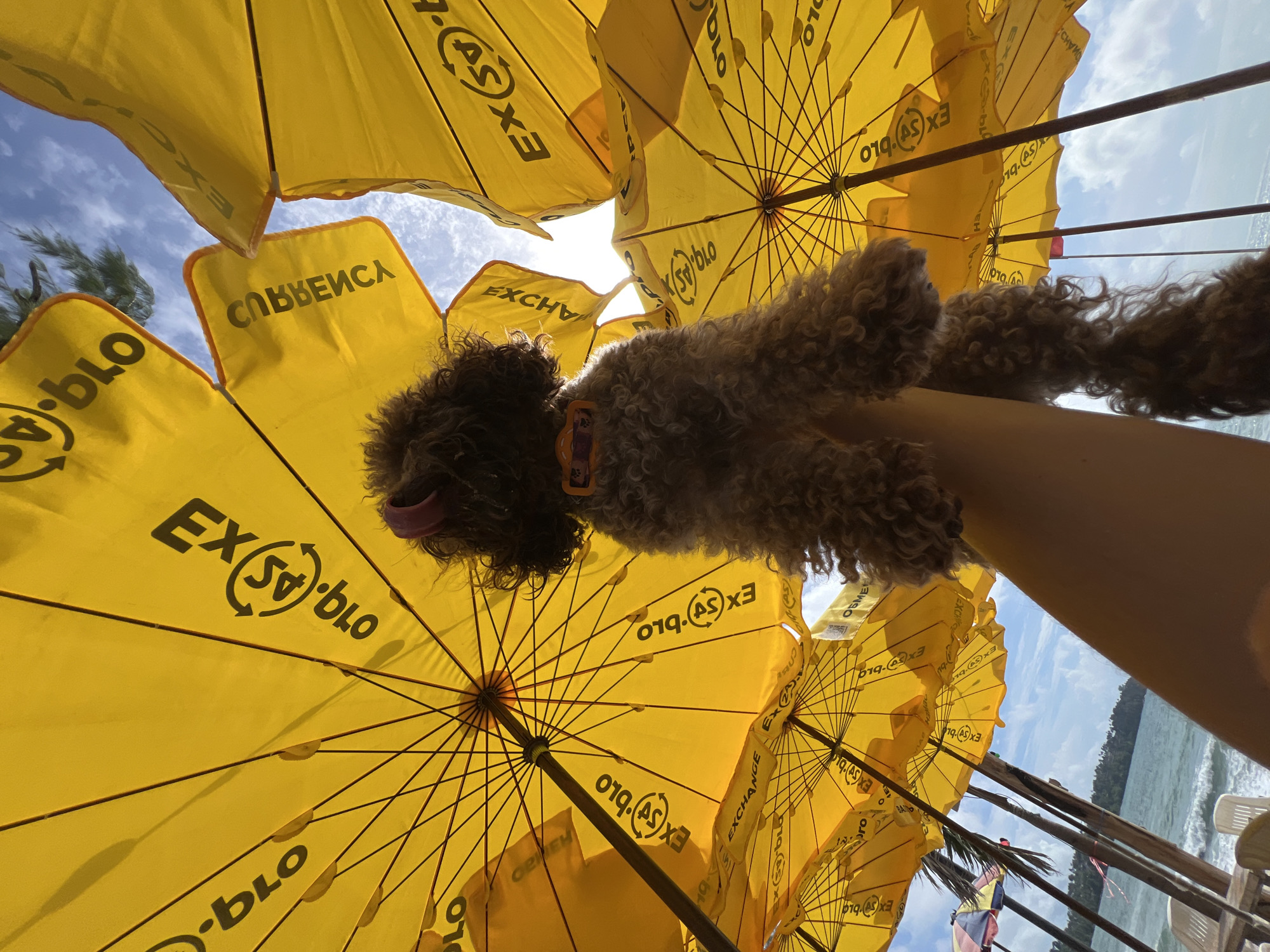 A low-angle, eye-level shot captures a brown poodle being held up by an arm under a cluster of bright yellow beach umbrellas. The dog's fur is curly, and it wears an orange collar. Its tongue is sticking out. The umbrellas are open and angled downwards, with the underside showing the spokes and fabric. Black text and logos, including "EX" and "blo," are visible on the umbrellas, suggesting a branding. The sky above is blue with scattered white clouds. In the background, the ocean meets the shore, with a line of palm trees and buildings visible on a distant coastline. Several white plastic chairs and tables are set up on the beach. The overall scene depicts a sunny day at a beach resort.