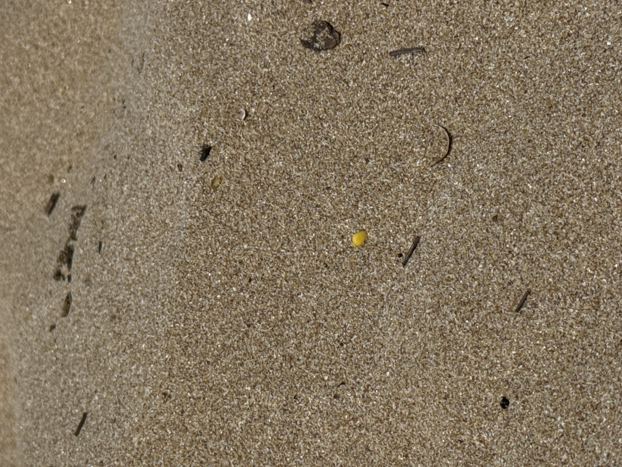 This is a close-up, overhead photograph of a sandy surface, likely on a beach in Primorsko, Bulgaria, given the context provided by the user. The sand is composed of small, light brown grains, interspersed with tiny reflective particles that give it a subtle shimmer. Scattered across the sand are various natural debris: small, dark, twig-like fragments of varying lengths and thicknesses are visible, along with a few larger, darker, irregular-shaped pieces that could be dried plant matter or small stones. One distinct bright yellow, spherical object, resembling a small bead or seed, is present in the lower-middle section of the image. Another similar yellow object is visible higher up and to the left. There are no people or animals visible in the frame, and no discernible actions or interactions are depicted. The environment is exclusively the textured surface of the sand, suggesting a natural, outdoor setting.