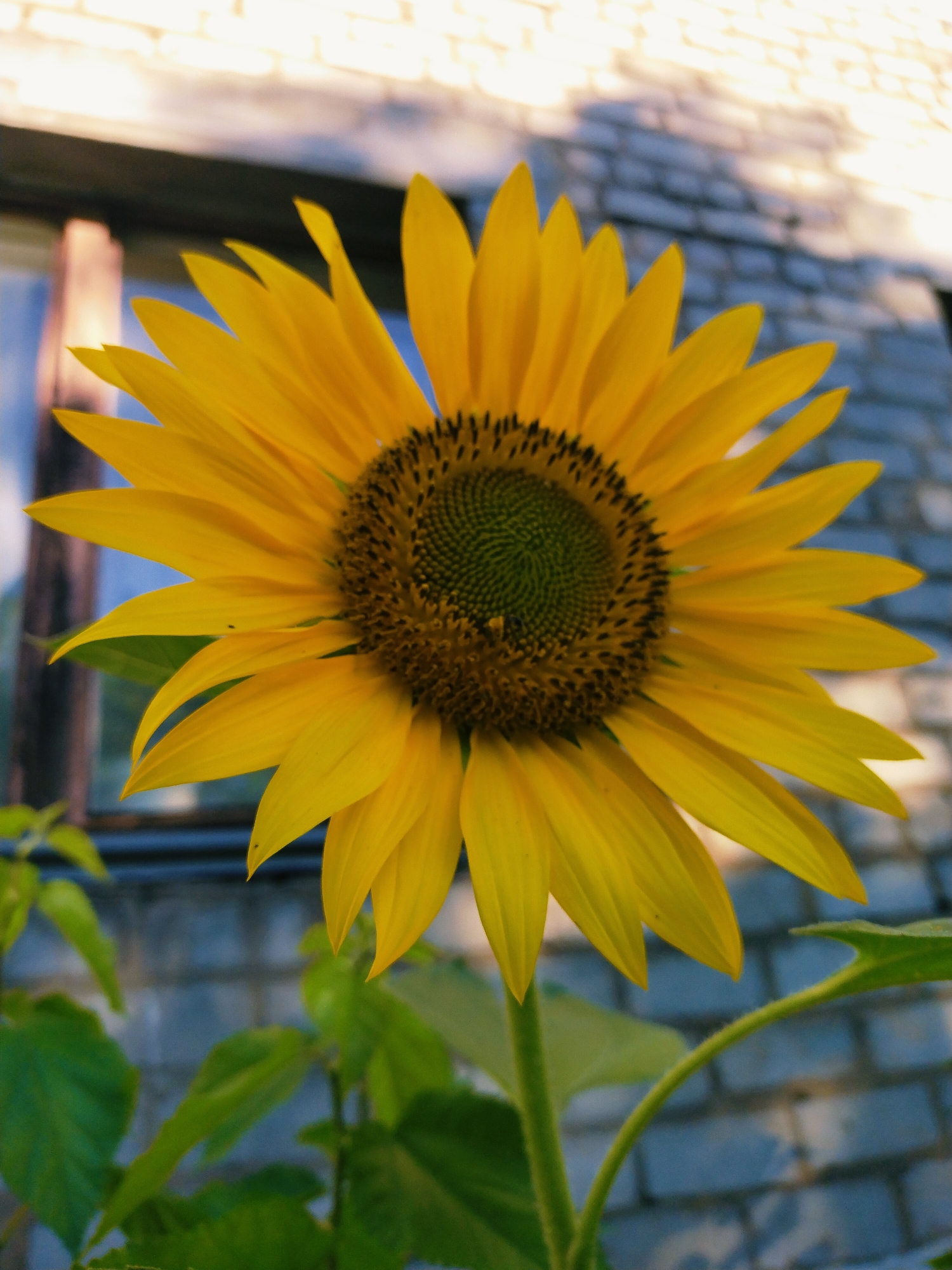 A close-up, low-angle shot features a vibrant yellow sunflower in full bloom, its petals radiating outwards. The flower's center is a tapestry of dark brown and green seeds arranged in a spiraling pattern. In the background, a light-colored brick building with a window is visible, suggesting an outdoor setting, possibly a garden or yard. The lighting suggests it is daytime. The image does not contain any people or actions. The scene is devoid of any recognizable landmarks or context that would place it specifically in the city of Horishni Plavni, Ukraine.