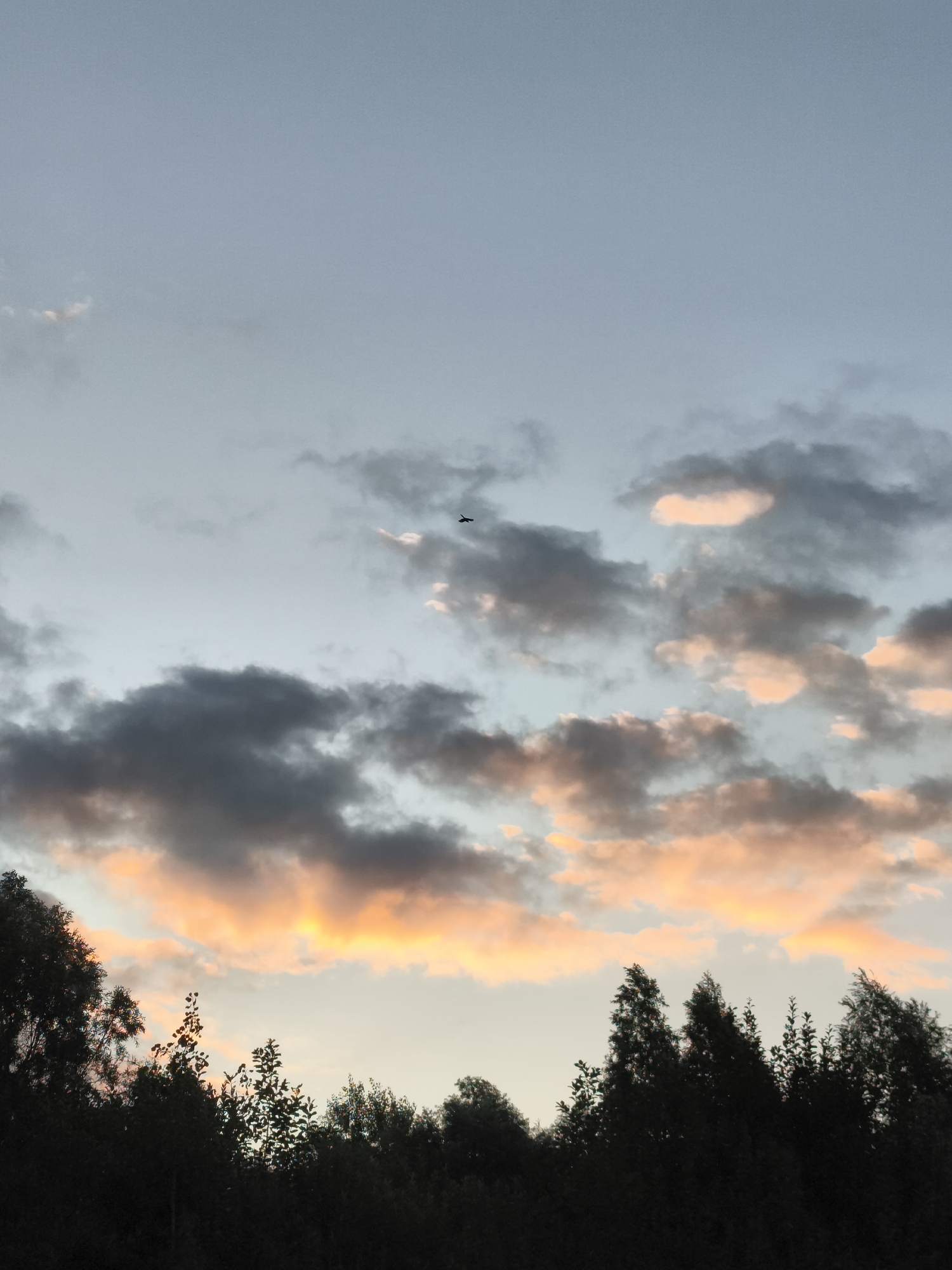 A low-angle, vertical shot captures a serene twilight sky above a dense line of silhouetted trees. The sky transitions from a pale, cool blue at the top to soft, warm hues of peach and orange near the horizon, where scattered clouds are illuminated by the setting sun. Dark, gray clouds drift in the middle, adding depth and contrast to the colorful sky. A small, dark silhouette of a bird is visible in flight against the lighter part of the sky. The foreground is dominated by the dark, jagged shapes of deciduous trees and bushes, their foliage appearing as an impenetrable mass against the illuminated sky. The image does not contain any discernible elements that would indicate a specific location within Gdańsk, Poland.