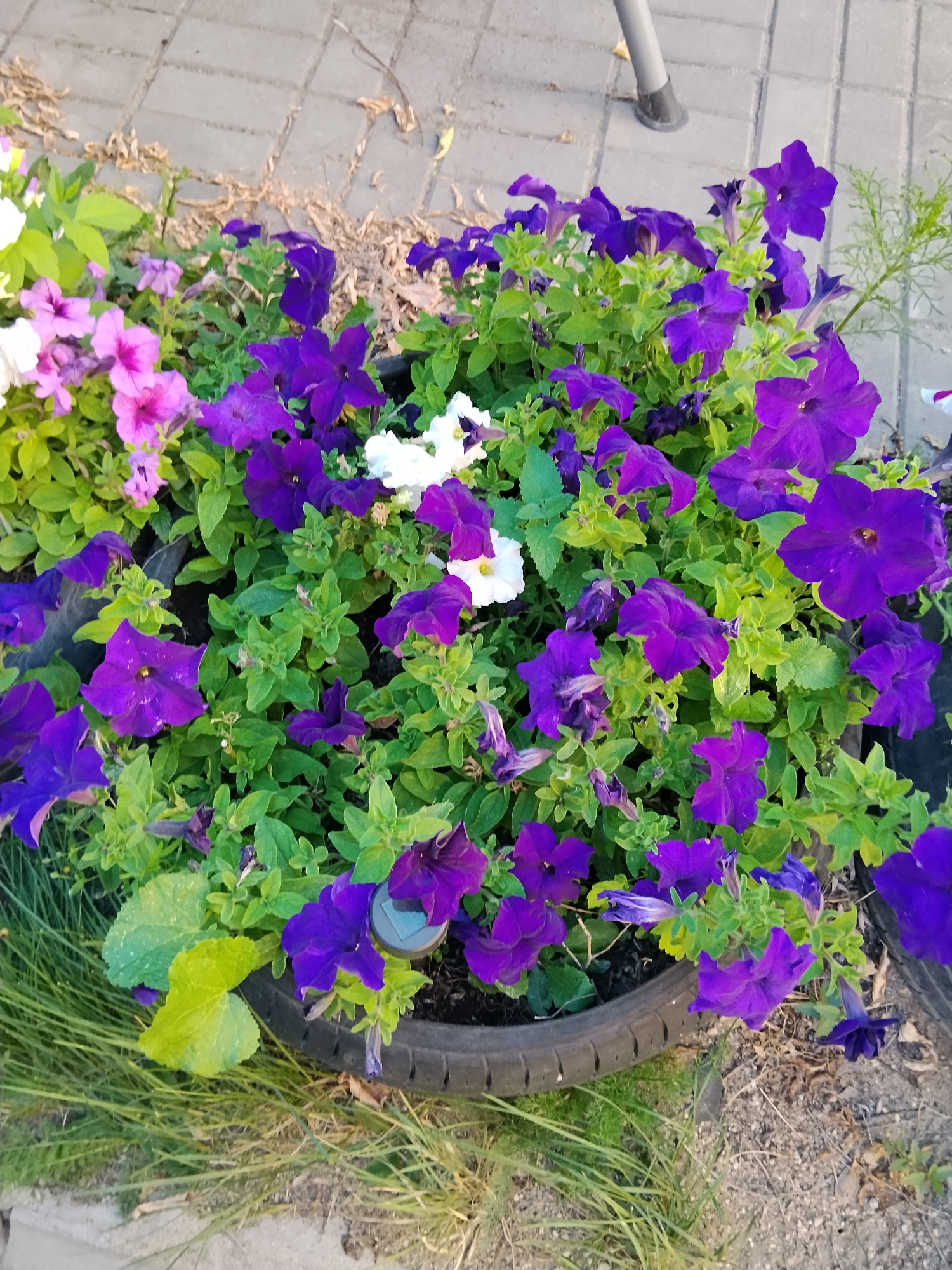 The image shows a close-up of a flower bed, likely in a public area, featuring an abundance of vibrant purple petunias and some pink and white petunias. The flowers are densely planted within a black tire that has been repurposed as a planter. The tire is situated on a paved surface, possibly a sidewalk or pathway, made of gray rectangular pavers. Some dry leaves and dirt are scattered on the pavement around the flower bed. Green grass grows around the edges of the tire planter. In the background, a portion of a silver-colored tripod or stand is visible, suggesting the photo was taken in an outdoor setting. The overall scene is one of urban gardening or landscaping. Given the provided location information, this scene could be in Kokshetau, Kazakhstan.