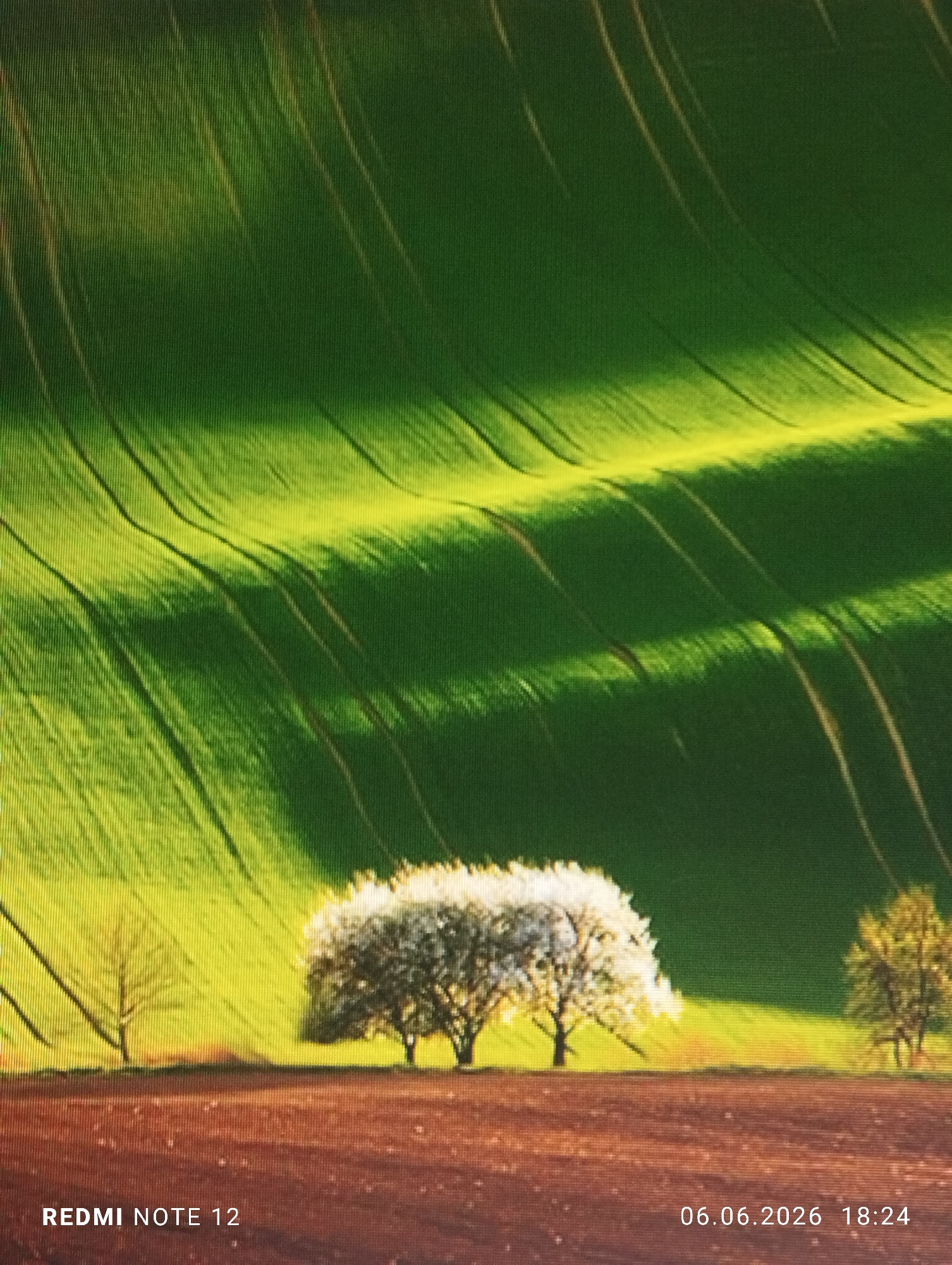 The image depicts a rural landscape, presented as a photograph taken of a digital screen, evidenced by a discernible vertical pixel grid pattern across the entire frame. The scene is located in the city of Burgas, Bulgaria. In the foreground, a field of reddish-brown tilled soil occupies the lower quarter of the image. Above this, a transitional band features several trees. To the far left, a slender, bare deciduous tree stands. Centrally, a prominent cluster of three deciduous trees displays profuse white blossoms, indicating full bloom, with their trunks and branches silhouetted against a brightly sunlit strip of land. To the right, another smaller, greener deciduous tree is partially visible. The majority of the background is dominated by a large, undulating green field, likely an agricultural crop, exhibiting strong light and shadow patterns. Bright yellow-green sunlit sections alternate with darker green, shadowed valleys, creating distinct diagonal stripes across the rolling terrain. No people, animals, or specific actions are visible within the scene. Overlaid digital text appears in the bottom left as "REDMI NOTE 12" and in the bottom right as "06.06.2026 18:24."