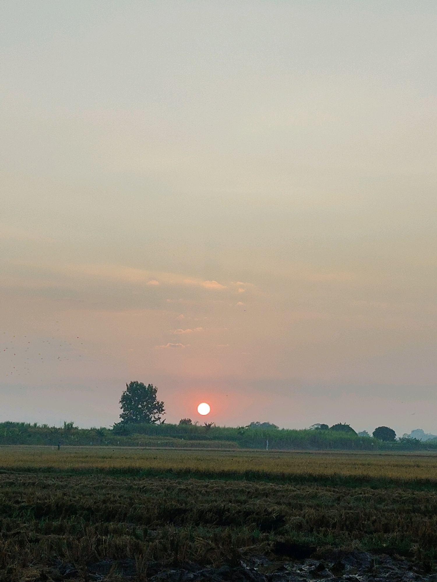 The image depicts a rural landscape at sunset, likely in Sumengko, Indonesia. The sky is a gradient of pale orange and yellow, with scattered clouds. The sun, a bright orange orb, is low on the horizon, casting a soft light. In the foreground, a harvested rice field displays stubble and dark soil. A line of trees and vegetation forms a backdrop, with a single, prominent tree standing out. A few small birds are visible in the sky to the left of the sun. The overall atmosphere is tranquil and natural.