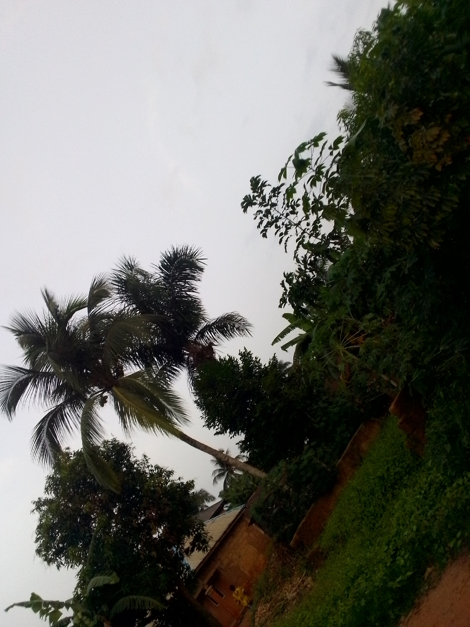 The image depicts a scene in Orlu, Nigeria, characterized by dense tropical vegetation. Two coconut palm trees dominate the left side of the frame, silhouetted against an overcast sky. To the right, a profusion of green foliage fills the scene, including various trees and shrubs. A portion of a building with a visible roof and walls is partially obscured by the vegetation. The ground is covered in grass and a dirt path is visible.