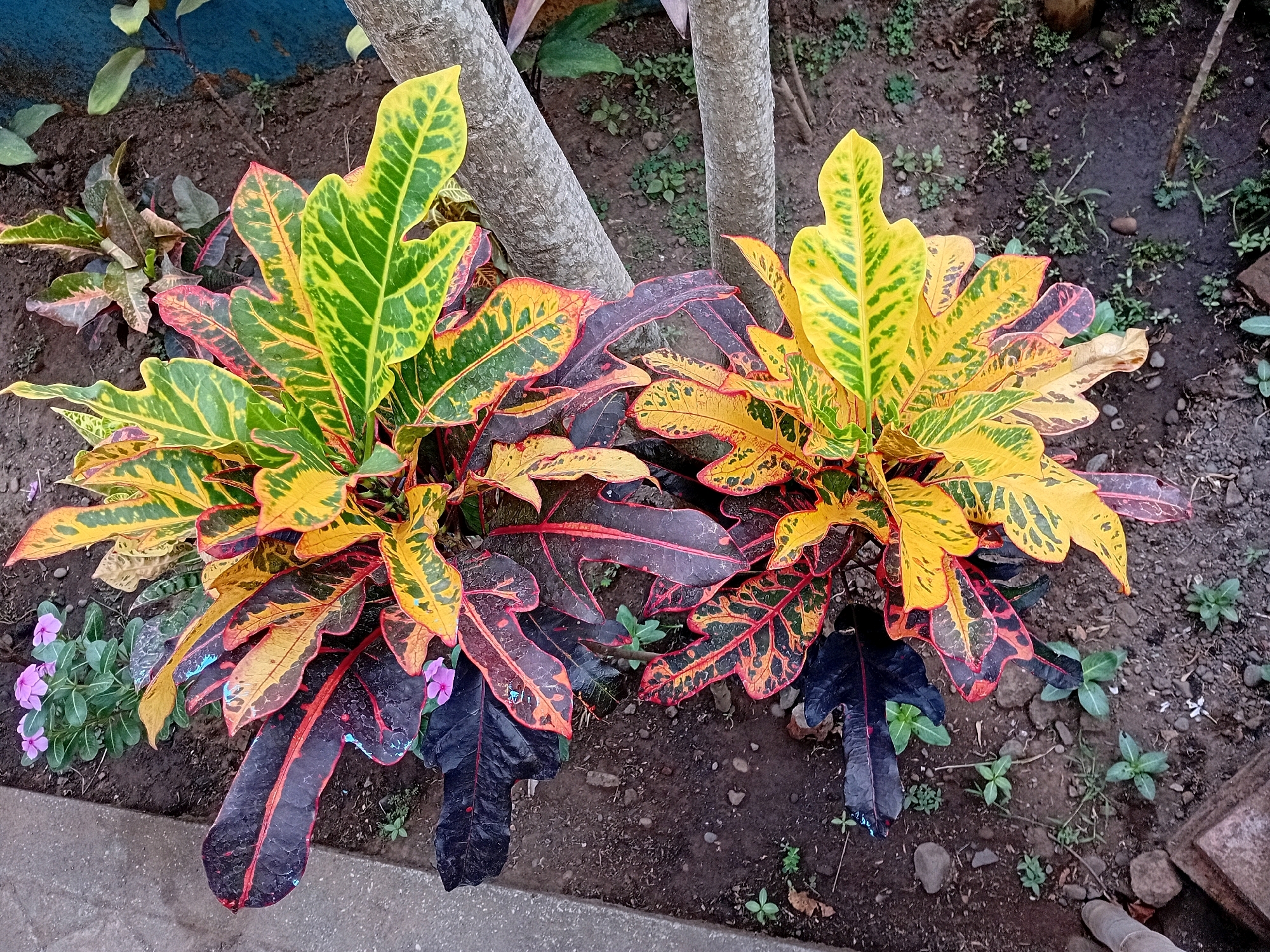 Two croton plants with vibrantly colored leaves are the primary subjects in this outdoor scene, likely located in Gebang, Indonesia. The plants feature a striking mix of yellow, green, red, and dark purple foliage, with the leaves exhibiting prominent veining and a glossy texture. The plants are situated in dark soil, with patches of small green weeds and scattered pebbles. In the lower left corner, a few small pink flowers are visible. Two tree trunks, appearing weathered and gray, are positioned between the two croton plants, their bases obscured by the foliage. The ground transitions to a concrete border in the foreground. The lighting suggests it may be a slightly overcast day.
