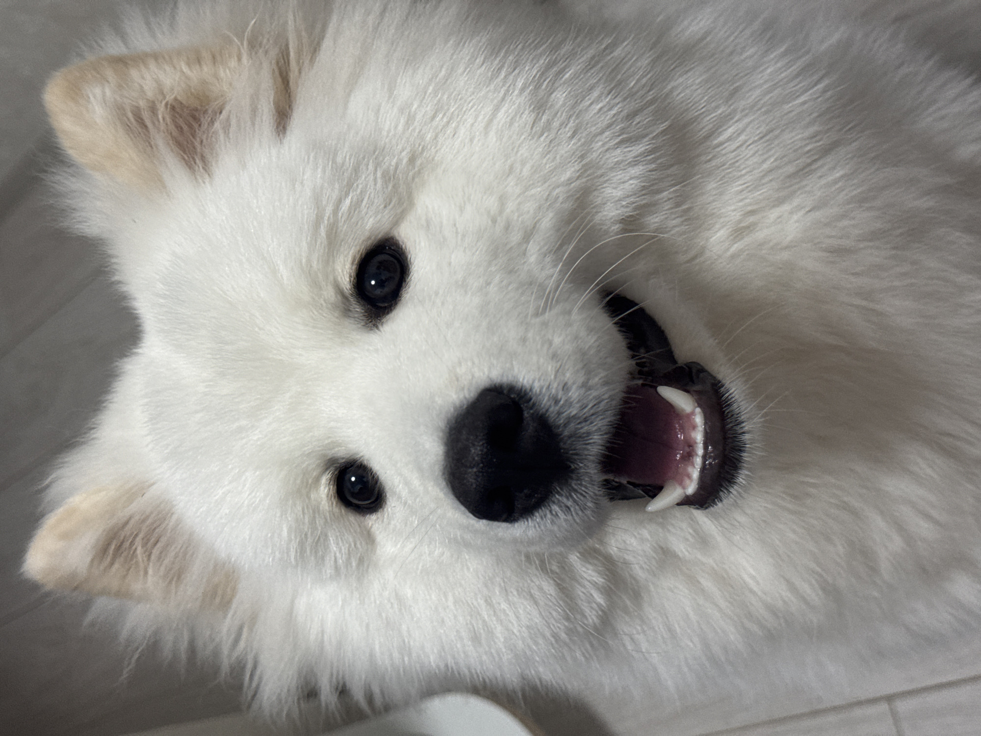 The image is a close-up, eye-level shot of a Samoyed dog's face. The dog is predominantly white with light tan coloring on its ears. Its mouth is open, revealing its tongue and teeth, and it appears to be panting or smiling. The dog's eyes are dark and wide open, and its black nose is prominent. The background is a soft gray, possibly a wall or fabric, with some flooring visible at the bottom of the image. The lighting is soft and diffused, highlighting the dog's fluffy fur. There is no discernible information about the location in Chaikovsky, Russia.