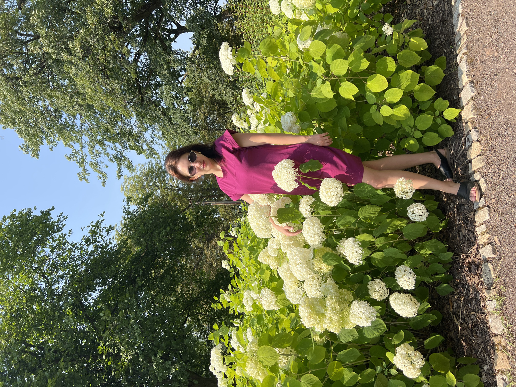 A full-body, outdoor, natural light photograph captures a woman standing in front of a dense, vibrant green bush adorned with numerous large, white hydrangea blooms. The woman, positioned slightly off-center to the right of the frame, wears a short-sleeved, magenta-colored knee-length dress, black open-toed sandals, and oval-shaped sunglasses. Her dark hair is shoulder-length, and she looks directly at the camera. Her left hand rests gently on the hydrangea bush, with her fingers splayed.
The background is dominated by lush green foliage of trees, suggesting a park or garden setting. The ground in front of the hydrangeas is covered with mulch and bordered by a low stone retaining wall, beyond which is a gravel path. The sky above is a clear, bright blue. The scene appears to be set in the city of Náchod, Czechia, likely during daylight hours in the summer or late spring, given the full bloom of the hydrangeas and the clear weather.