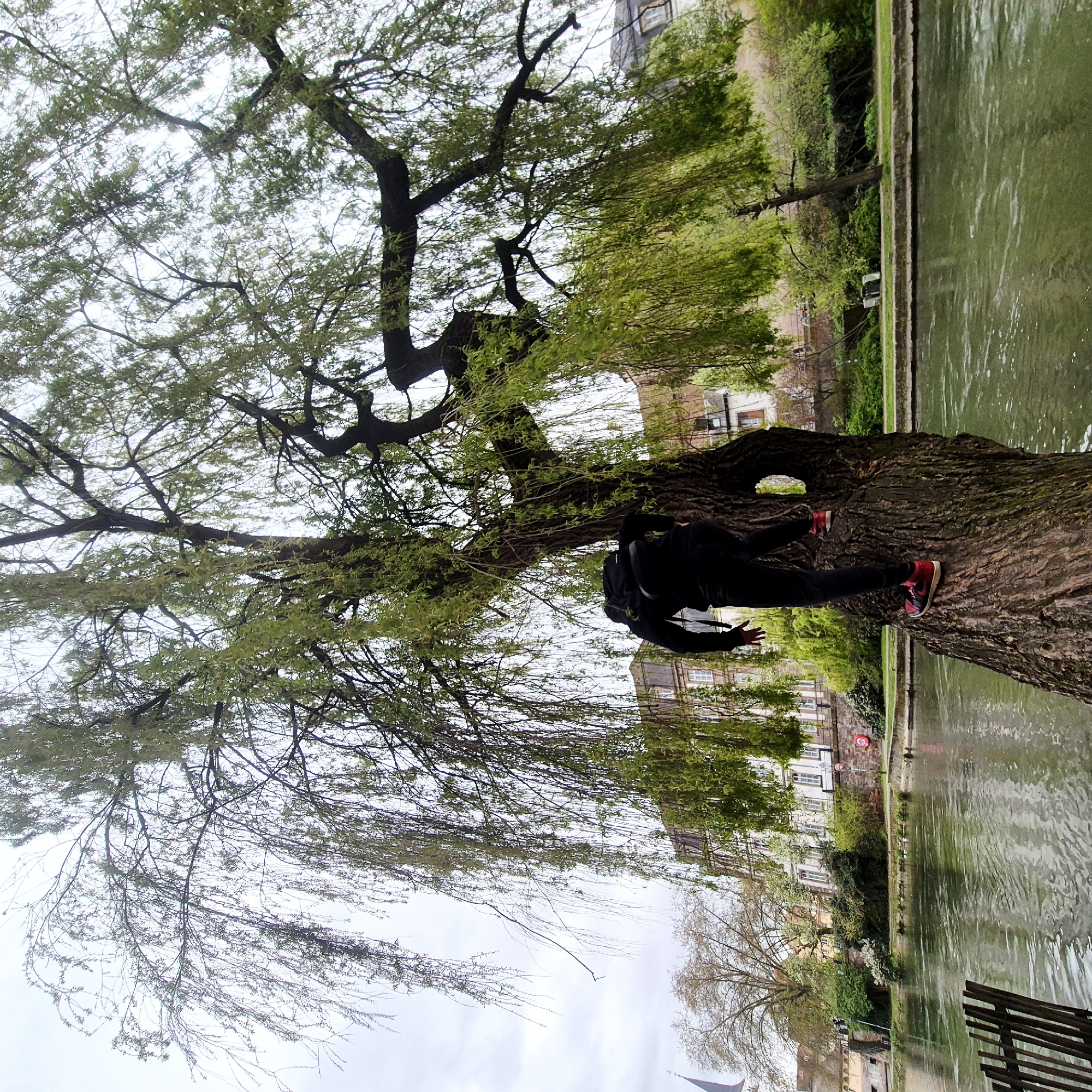 A medium-wide shot depicts a person in the branches of a willow tree leaning over a river. The tree is large and old, with a thick trunk lying horizontally over the riverbank. The person is dressed in black clothing and red athletic shoes. They are positioned on the trunk, appearing to be climbing or balancing on it. The river is a green-brown color with subtle ripples on the surface. The far bank of the river features a stone wall with a few buildings visible behind it. The sky above is overcast and grey. The photo seems to be taken on the canal, in the Petite France quarter of Strasbourg, France.
