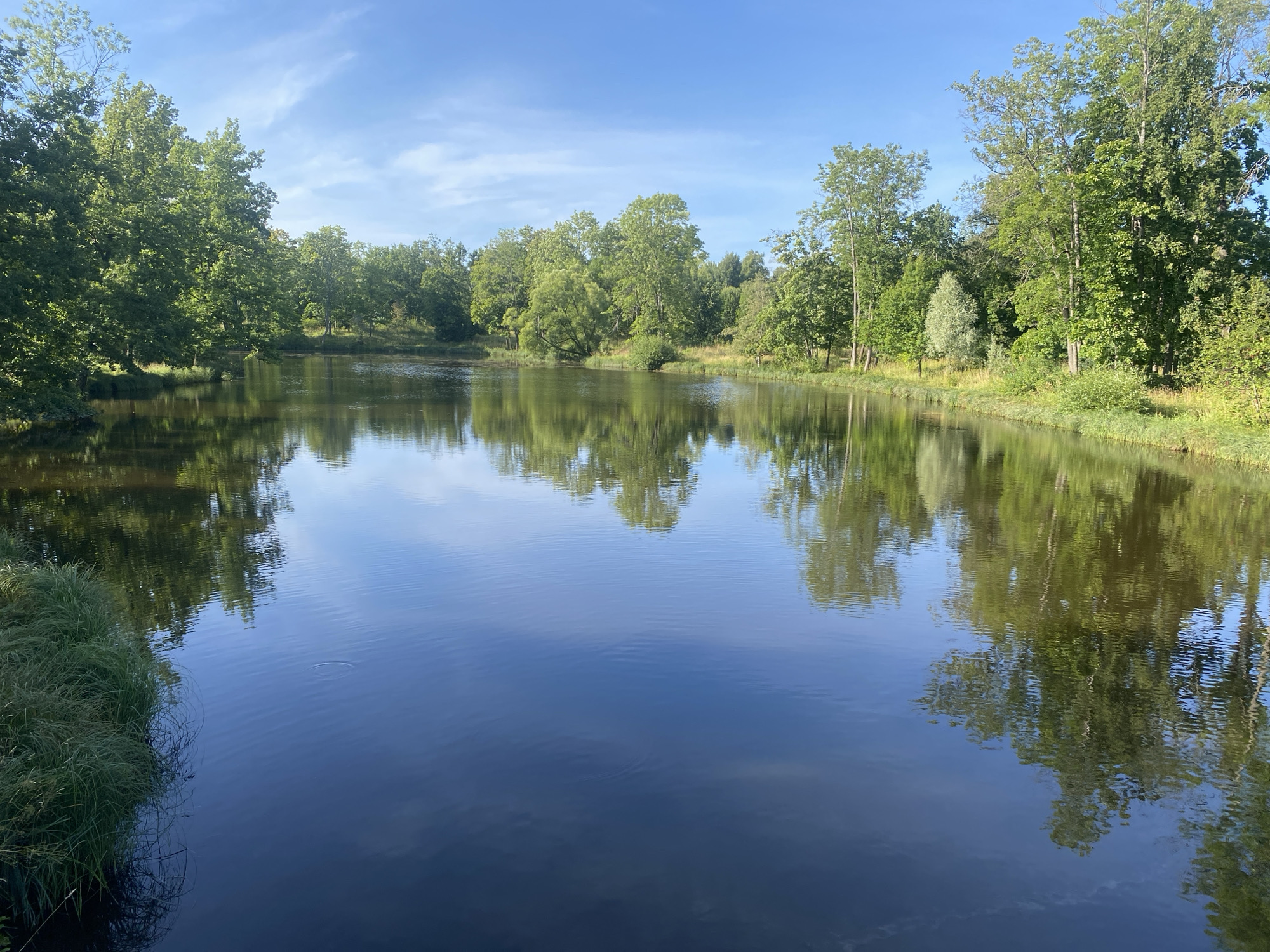 This is a medium-shot, horizontal, natural light photograph of a tranquil body of water in the city of Pushkin, Russia. The water is dark blue and reflects the surrounding lush green trees and the clear blue sky. Tall trees line the banks of the water, their leaves a vibrant green. The sky is mostly clear with a few wispy white clouds. The scene appears to be a park or a garden, suggesting it is likely a natural landscape within the city. There are no people or animals visible in the image. The reflections on the water are clear and sharp, indicating calm conditions. The overall atmosphere is peaceful and serene.