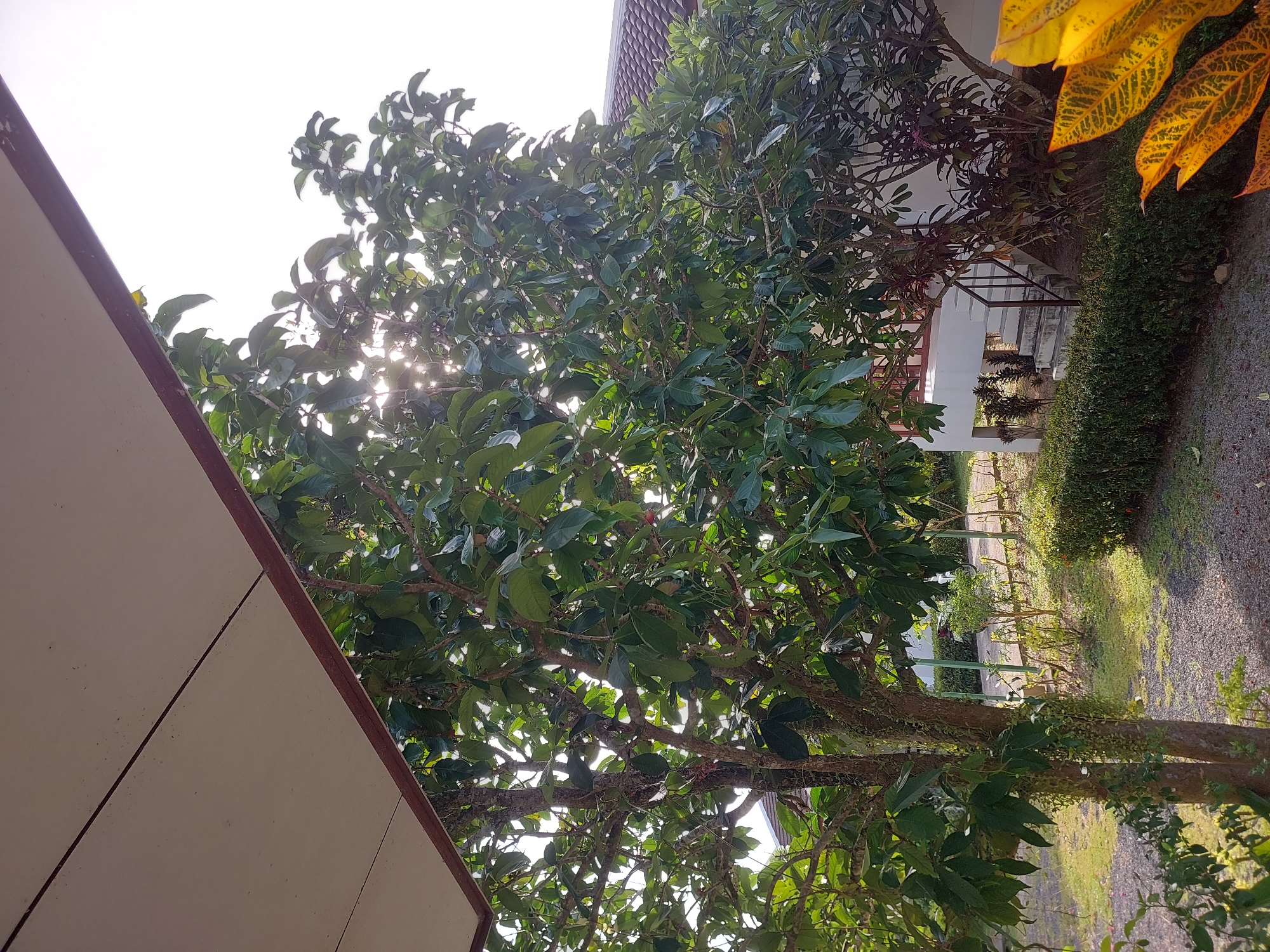 The image shows a view from under a light-colored awning with a brown trim, looking out towards a bright sky and lush greenery. In the foreground, a large tree with a textured bark and abundant green leaves dominates the scene. Sunlight filters through the leaves, creating dappled light. To the right of the tree, a white building with a red tiled roof is visible, featuring an outdoor staircase with a dark railing. The ground is covered with gravel and patches of grass, and several smaller bushes and plants are scattered around. In the far distance, there are hints of a road or path. The scene appears to be outdoors, possibly a residential area or a resort in Baan Mae Nam, Thailand, given the architectural style and tropical vegetation. There are no people or animals visible in the image.