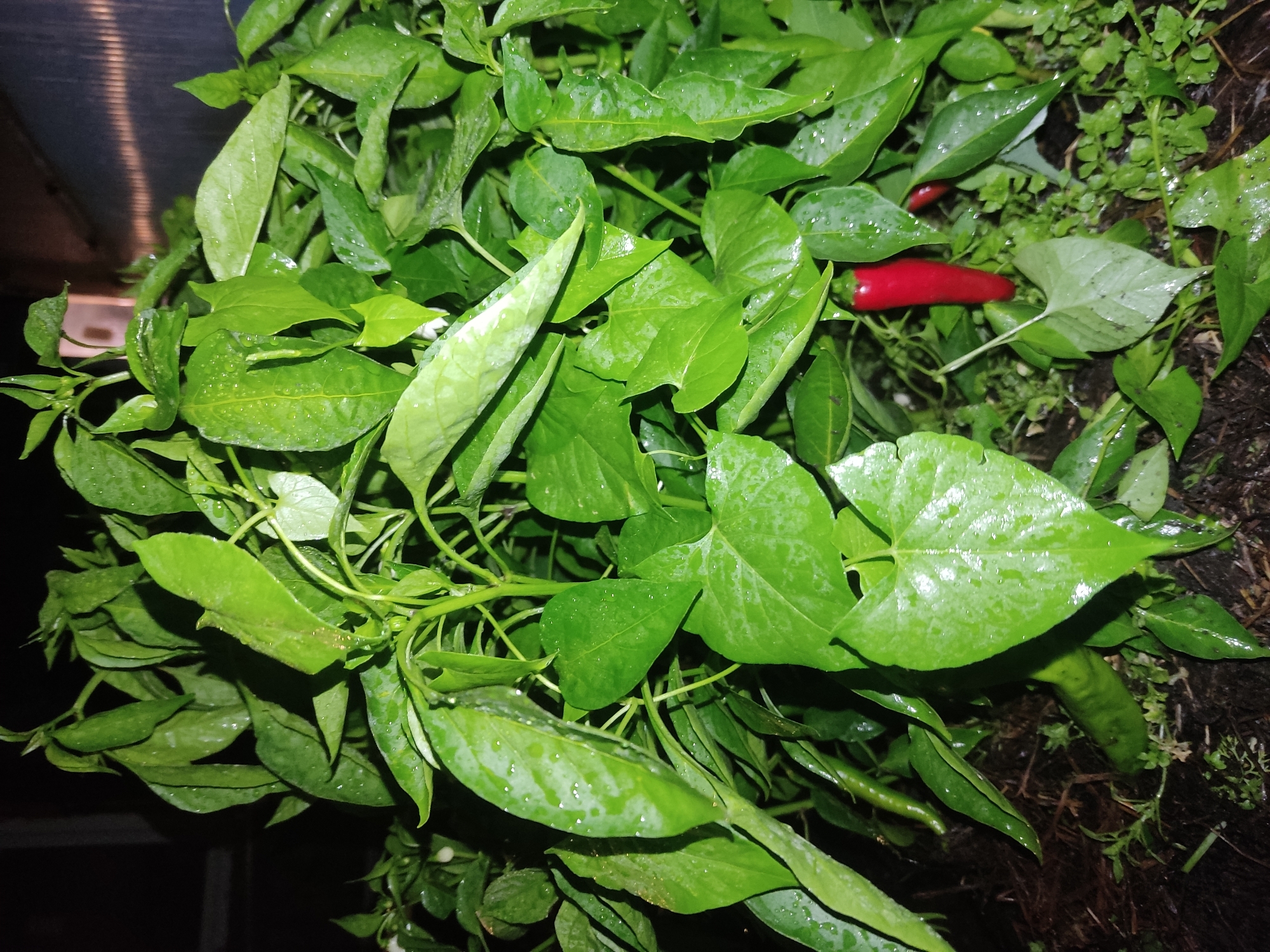 The image shows a close-up of a pepper plant with wet green leaves and one ripe red chili pepper. The plant is growing in dark soil, and there are some small green weeds. In the background, there appears to be a greenhouse structure with a corrugated roof. The image was taken at night, as indicated by the dark background and artificial lighting. The location is identified as Ridder, Kazakhstan, specifically in a garden setting within a greenhouse.