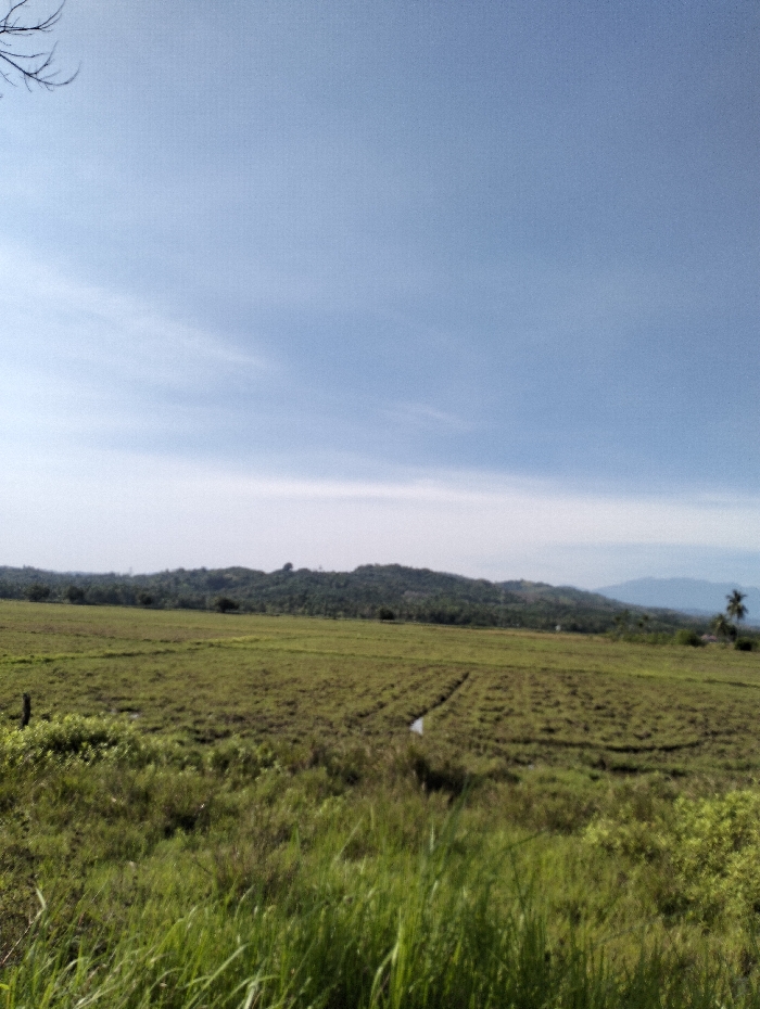 This image displays a rural landscape in Meunasahpulo, Indonesia. The upper portion features a clear, light blue sky with faint, wispy clouds; a few bare tree branches are partially visible in the upper left corner. The foreground consists of dense, tall green grass, in sharper focus. The midground presents an expansive, flat agricultural field covered in shorter green vegetation, showing distinct patterned cultivation plots, possibly indicating rice paddies. A narrow, winding water channel or ditch is visible traversing the field, particularly in the right-center. In the background, a line of green, tree-covered hills rises, with a more distant, lighter blue mountain range visible on the far right. A single palm tree stands on the right side near the distant hills. No individuals or specific actions are discernible within the frame. The scene is illuminated by natural daylight.