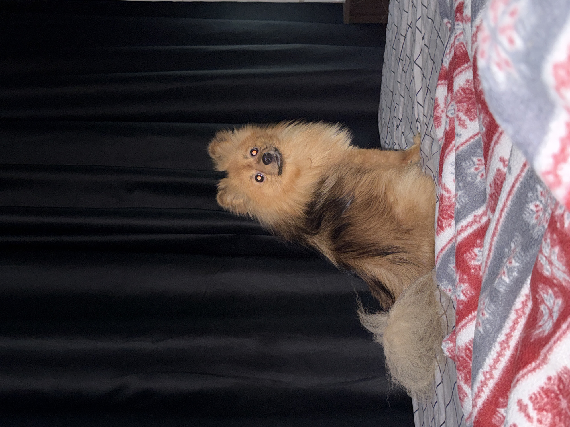 An orange Pomeranian dog sits on a bed with a black curtain in the background. The dog is facing the camera with its tail curled over its back. The bed is covered with a patterned blanket. The image appears to be taken indoors, possibly in a bedroom. There is no indication of the location being in the city of Khimki, Russia.