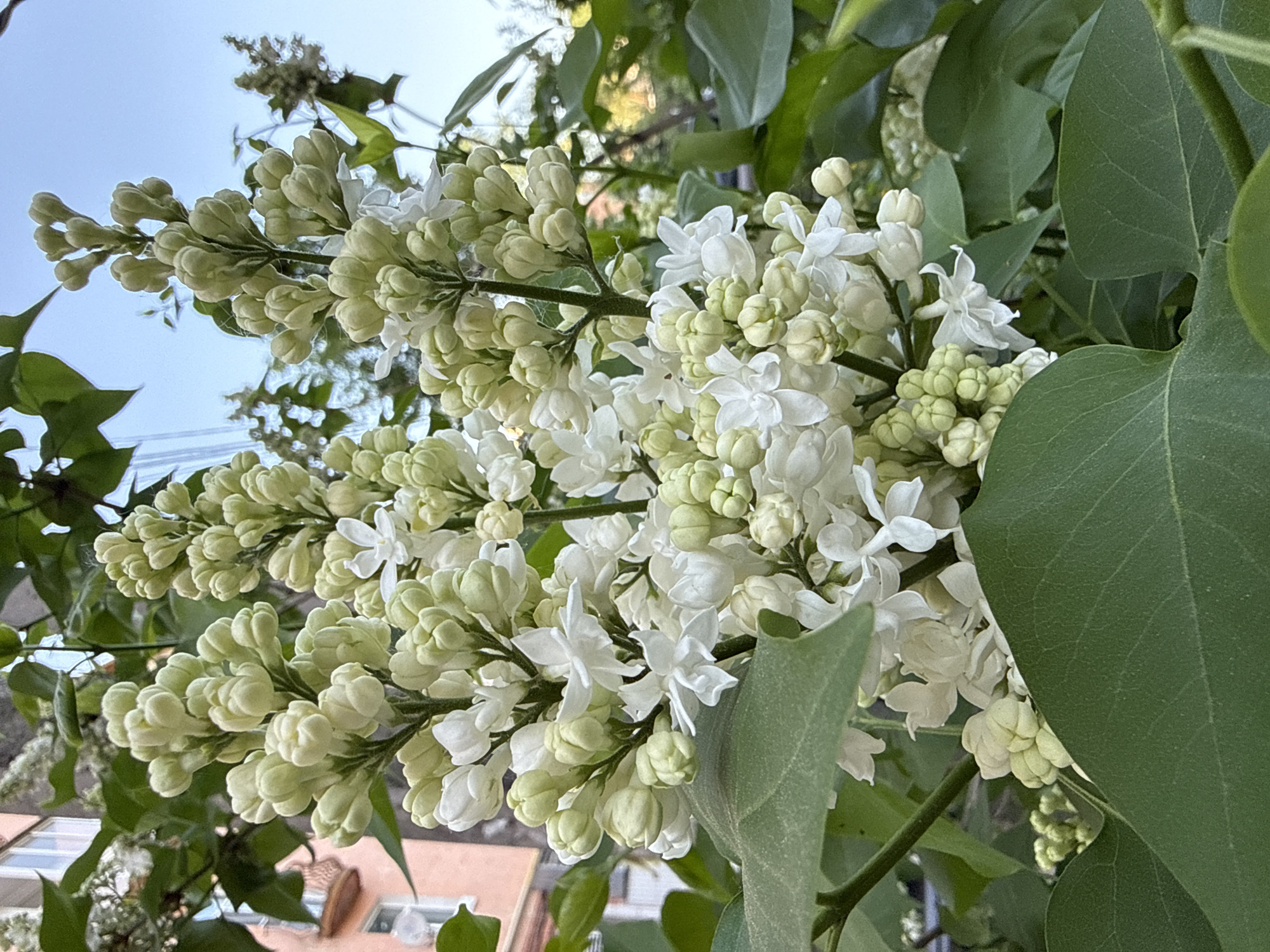 The image shows a close-up of white lilac blossoms and green leaves. The flowers are in various stages of bloom, with some still in bud form, and some fully open. In the background, blurred glimpses of buildings and sky are visible. There are no people visible in the image. The overall impression is of a blooming lilac bush. There is no specific information to indicate this image was taken in Votkinsk, Russia.