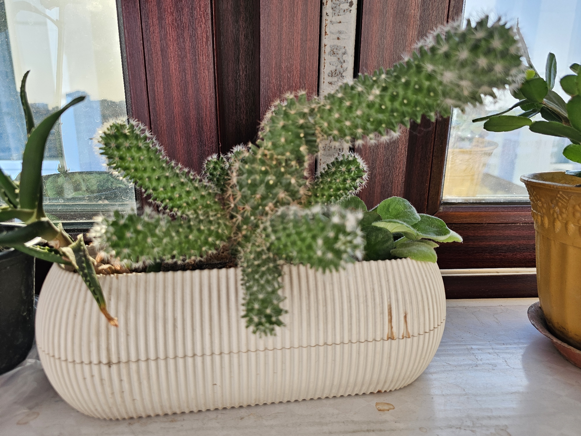 A close-up, eye-level shot captures a collection of potted plants situated on a windowsill against a blurred background of wooden blinds and a window with a view of an urban landscape, likely in Bakı, Azerbaijan. The primary focus is a ribbed, cream-colored planter containing a segmented, fuzzy green cactus with prominent white spines. To the left of the cactus, a succulent with long, pointed green leaves is partially visible in a dark pot. To the right, a plant with round, green leaves, possibly a violet, peeks out from behind the cactus. A golden planter holding another plant is visible further to the right. The windowsill appears to be made of a light-colored, possibly marble, material, and there are a few small water stains on its surface. The lighting suggests it is daytime, with sunlight filtering through the window. The scene is static and depicts a domestic indoor environment.