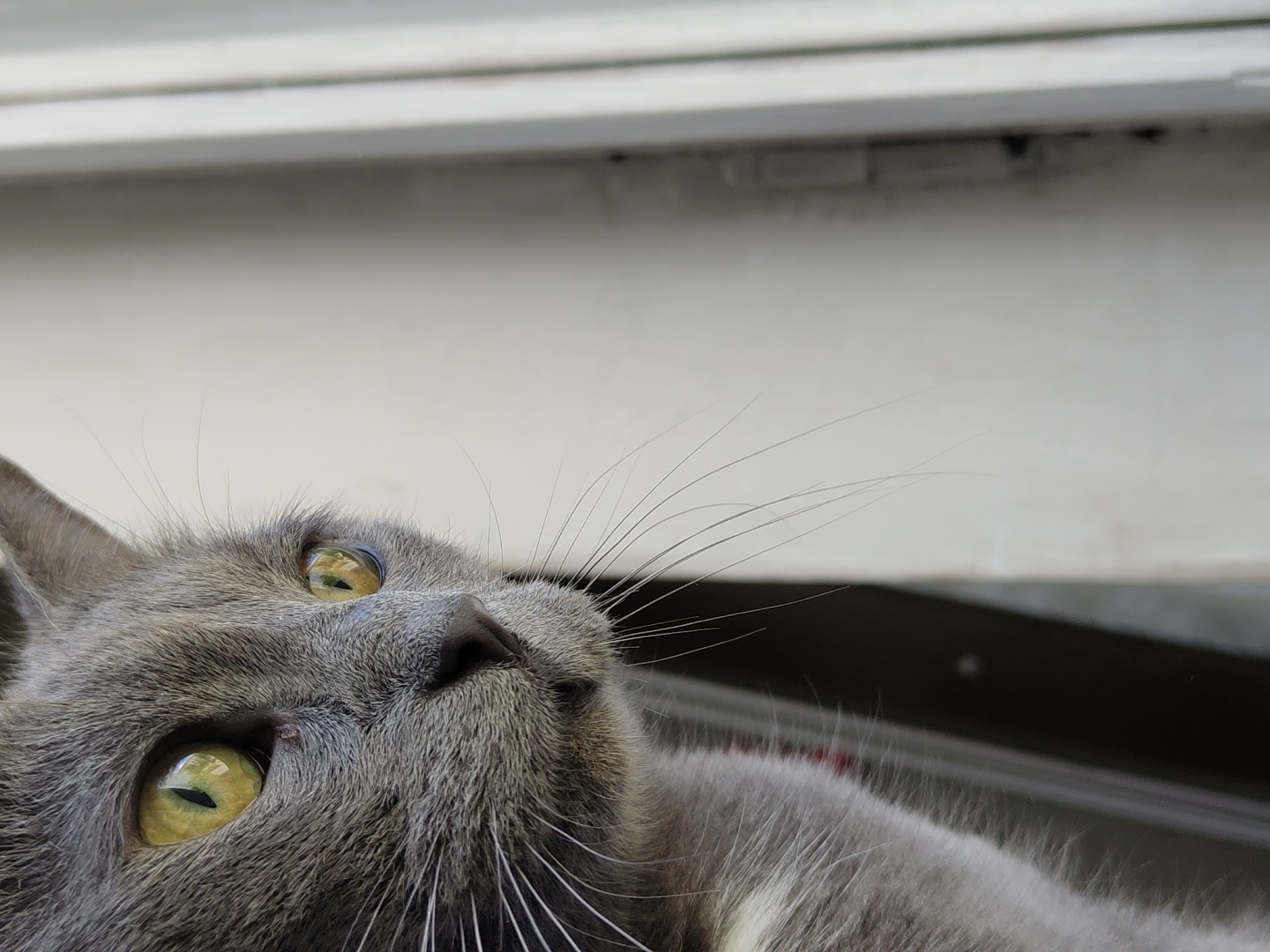 A close-up, side-profile, eye-level shot captures the face of a gray cat looking to the right. The cat's left eye, which is closer to the viewer, is a bright yellow-green with a visible pupil, and it reflects light. Its whiskers are prominent and extend forward. The cat's fur is short and dense, with lighter gray fur around its muzzle and a hint of white fur on its chest, partially visible on the left side of the frame. The cat appears to be looking out of a window, as suggested by the light-colored vertical blinds or frame on the right and a darker, reflective surface on the left. The background is out of focus and consists of muted, neutral tones.