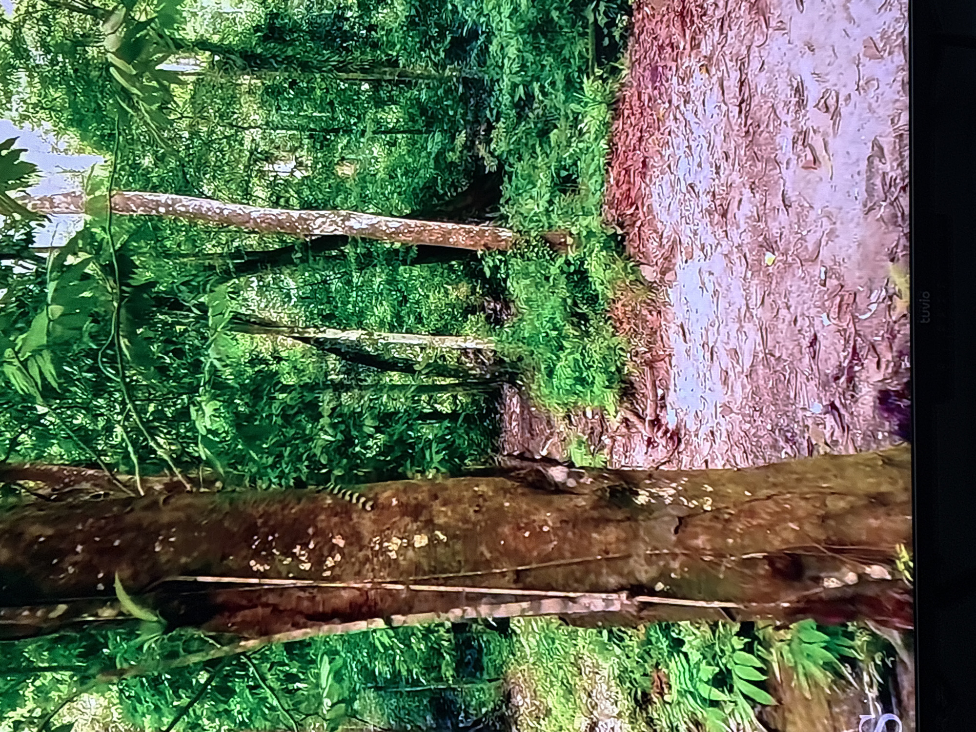 The image shows a forest path, likely in a tropical or subtropical region, with dense green foliage and a dirt path covered in fallen leaves. The path appears to wind through the trees. There is no indication of the city of Krasnokamsk, Russia, or any people or specific actions. The scene is primarily focused on the natural environment.